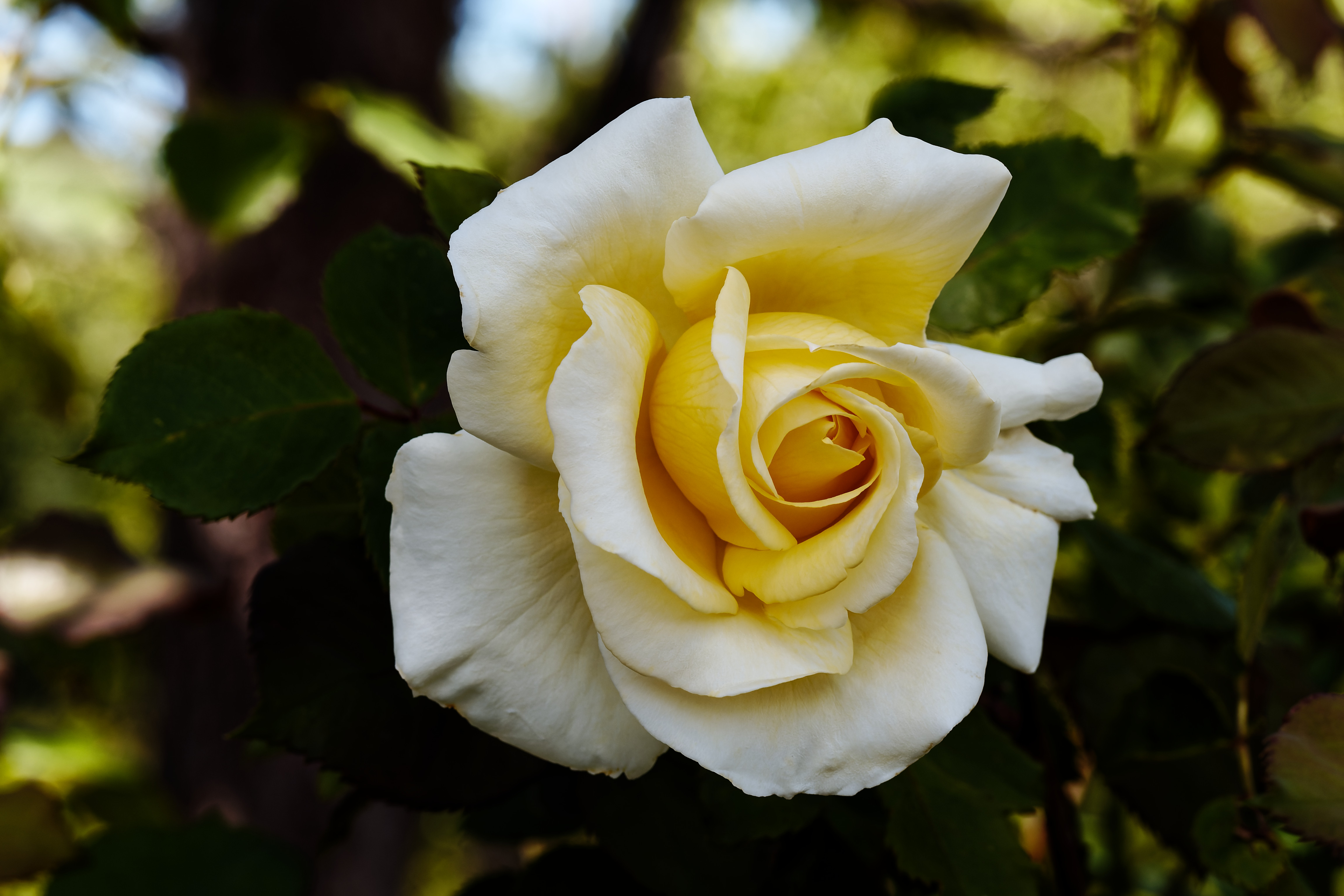 Rose Flower Petals Macro Yellow