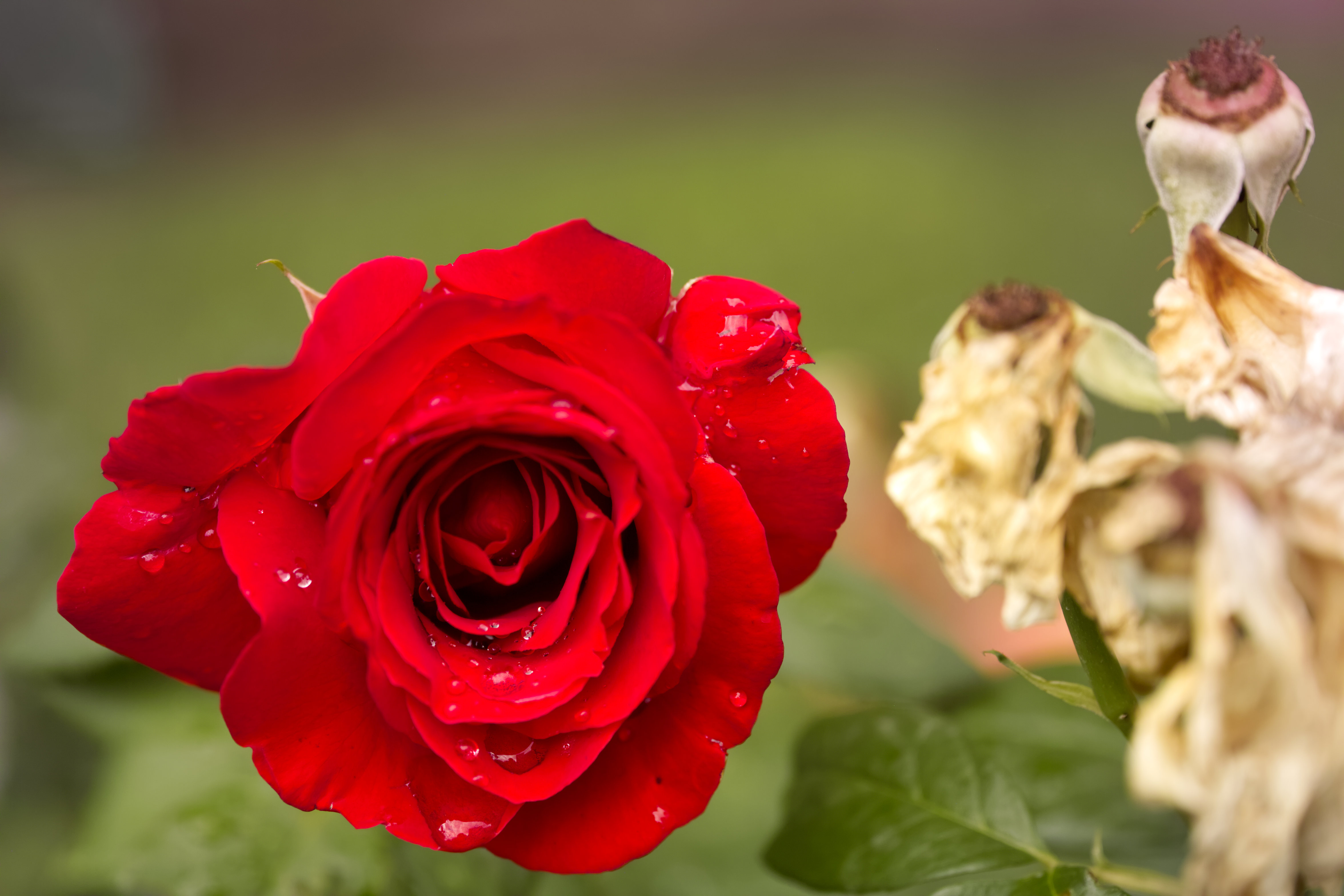 Rose Flower Petals Plant Macro