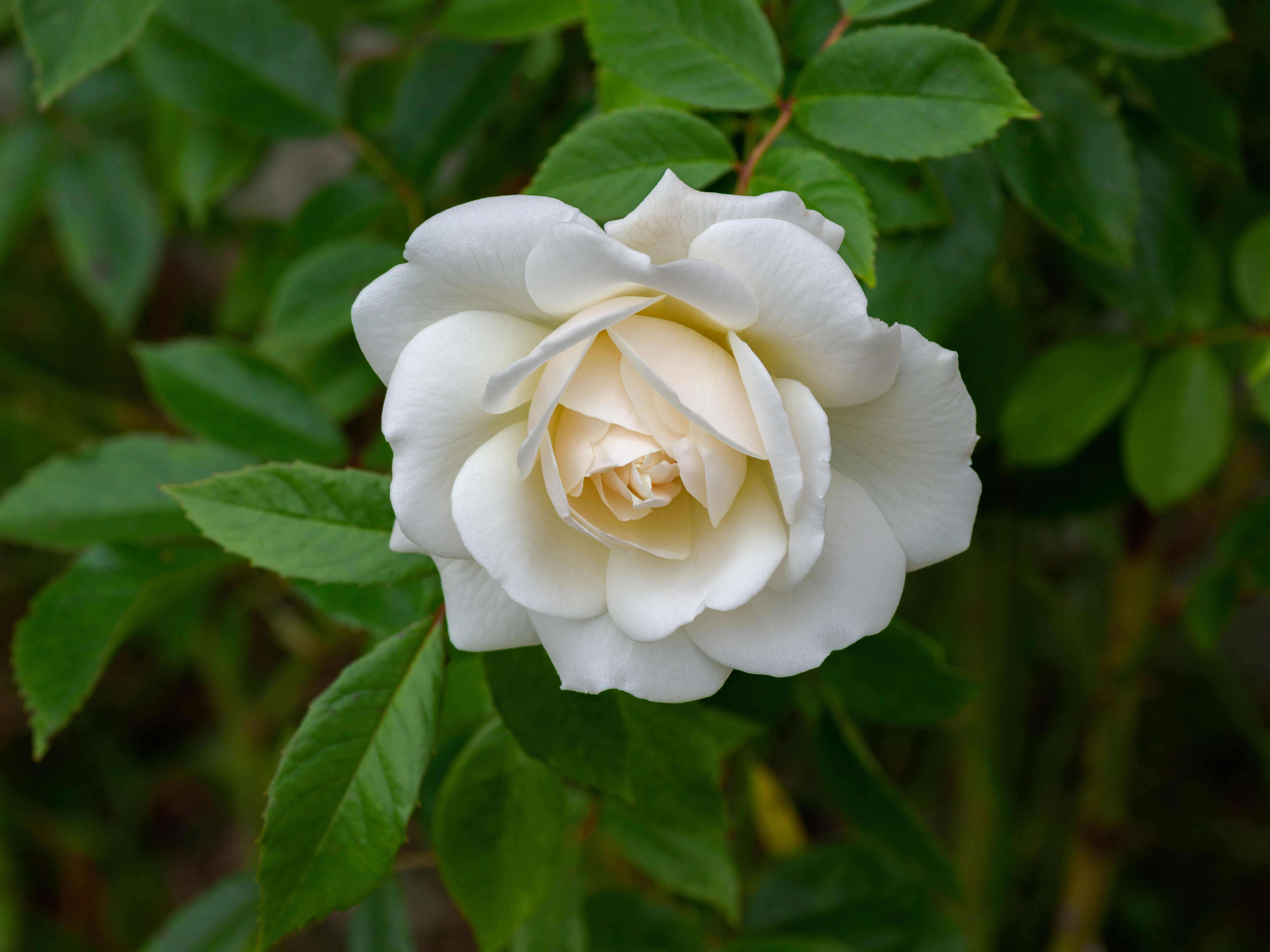 Rose Petals Flower Macro White