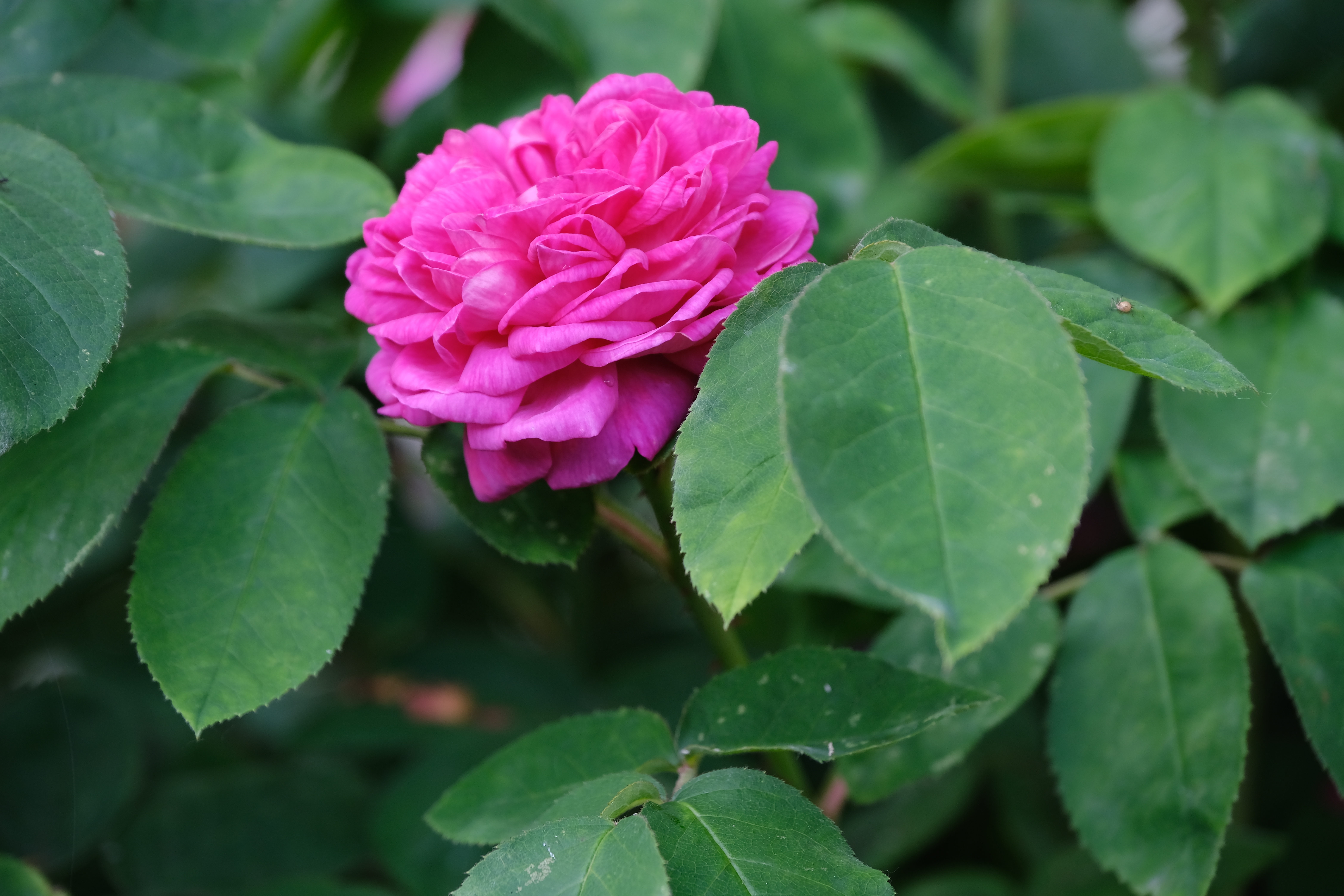 Rose Petals Leaves Plant Macro