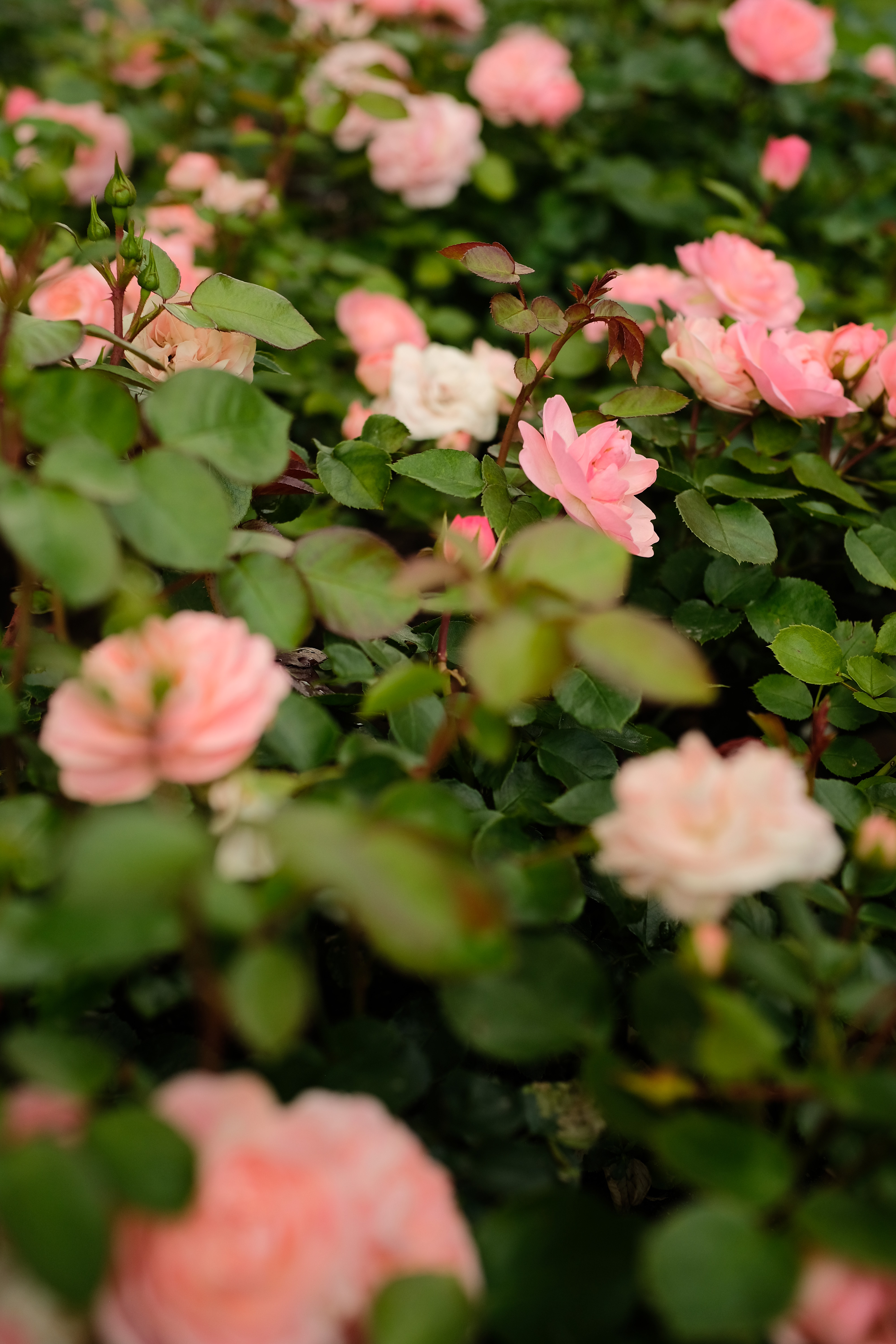 Roses Flowers Bush Leaves