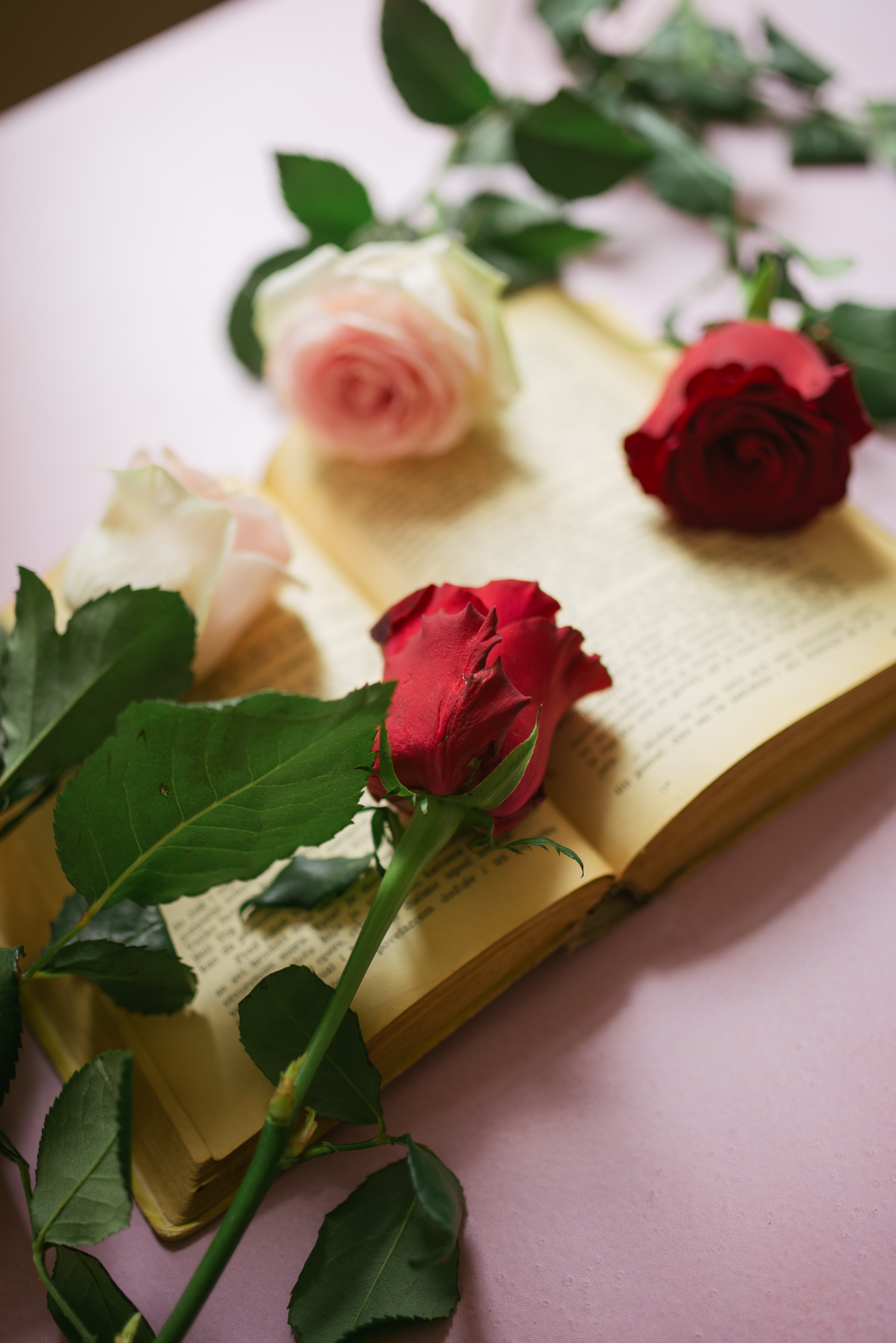 Roses Flowers Petals Book Pages Aesthetics