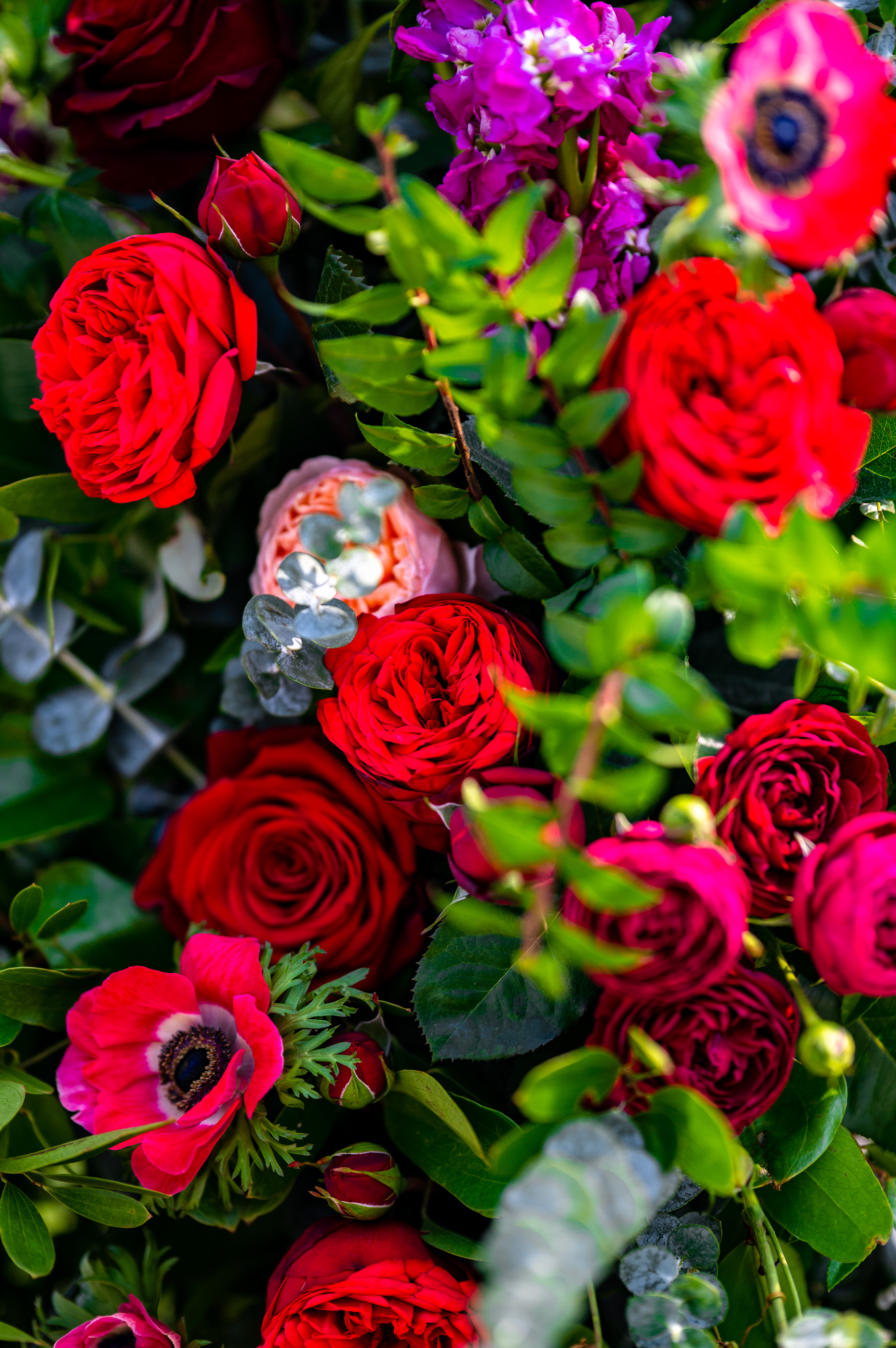 Roses Flowers Petals Bush Leaves Macro