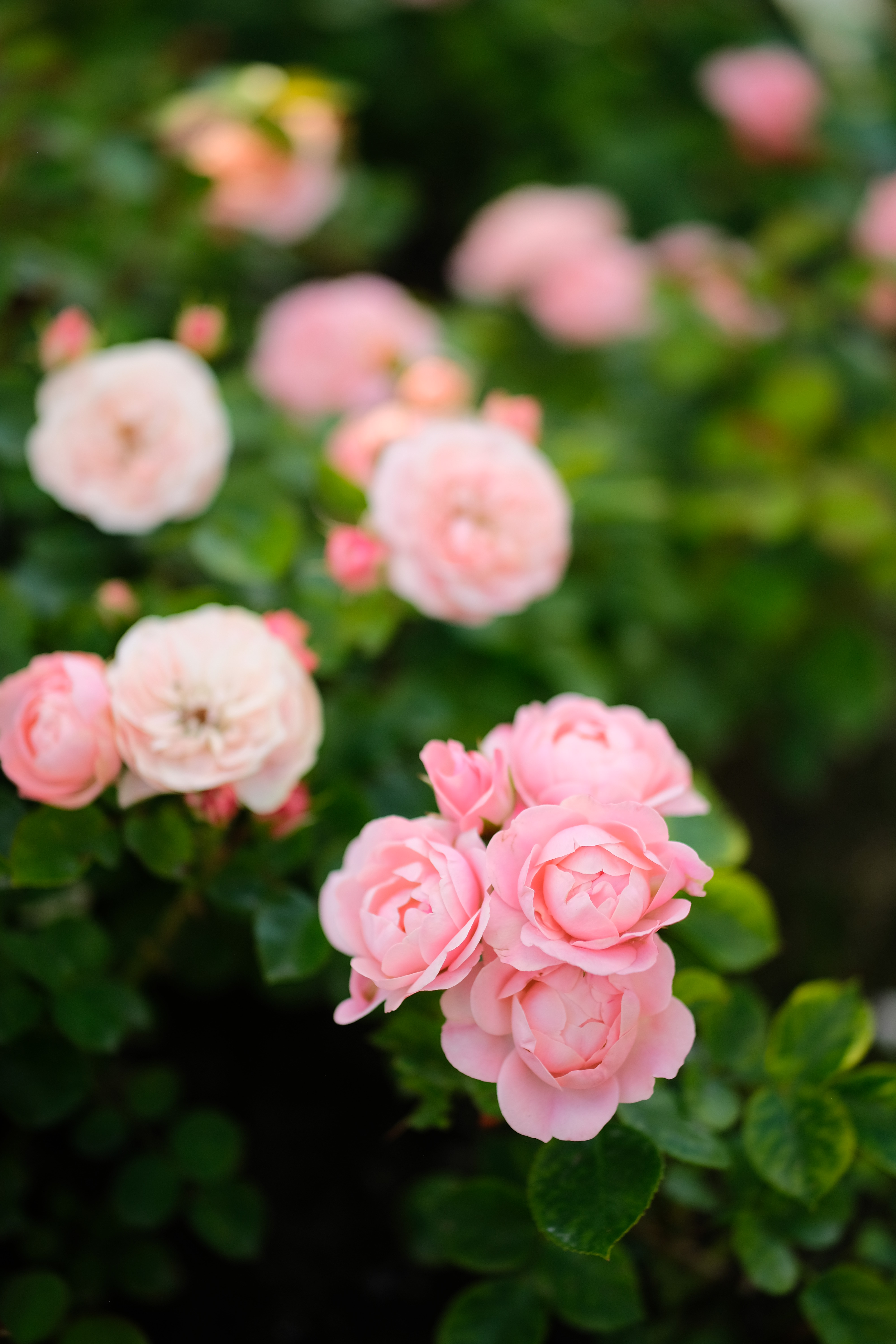 Roses Flowers Pink Plant Bush