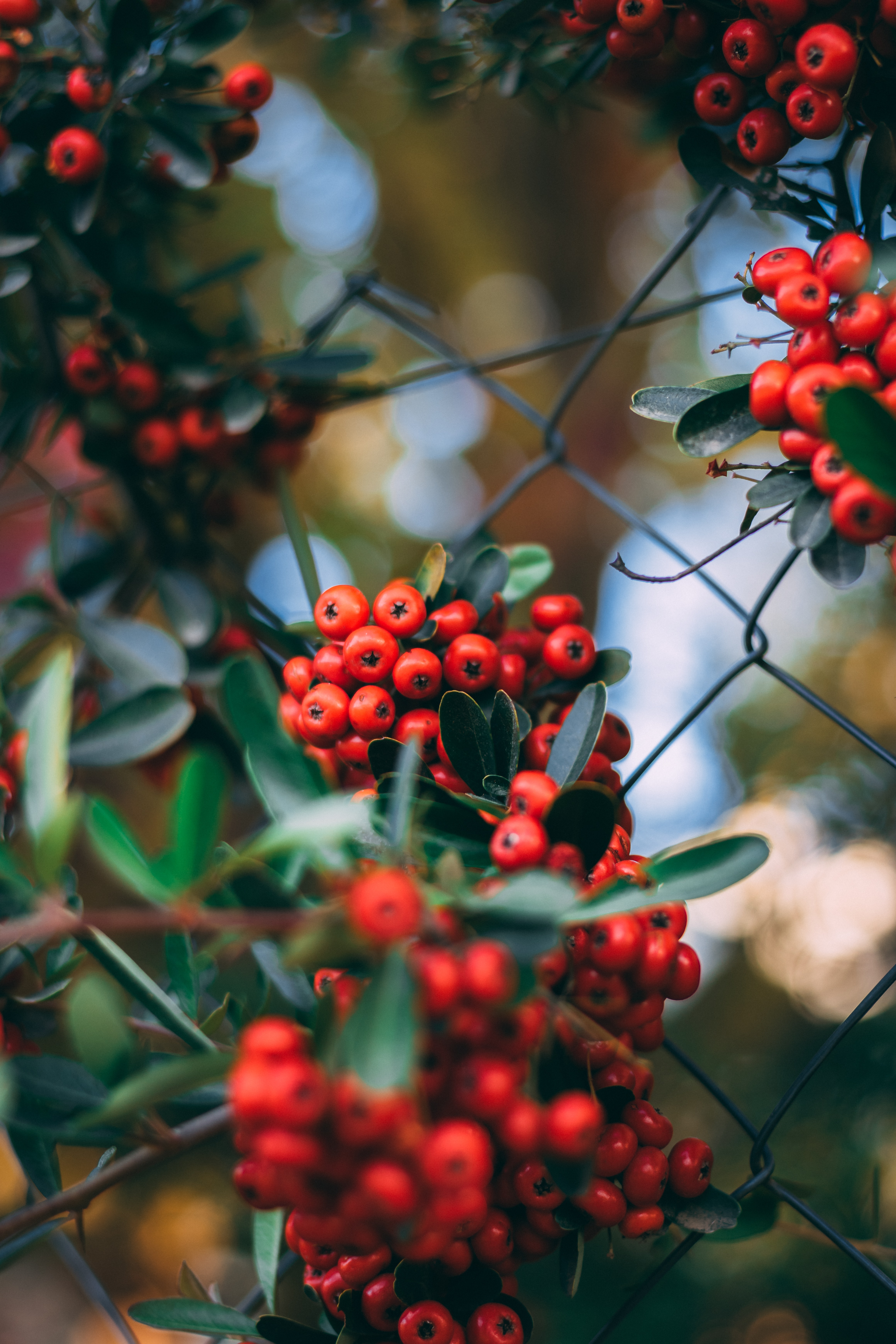 Rowan Berries Bunches Plant Red