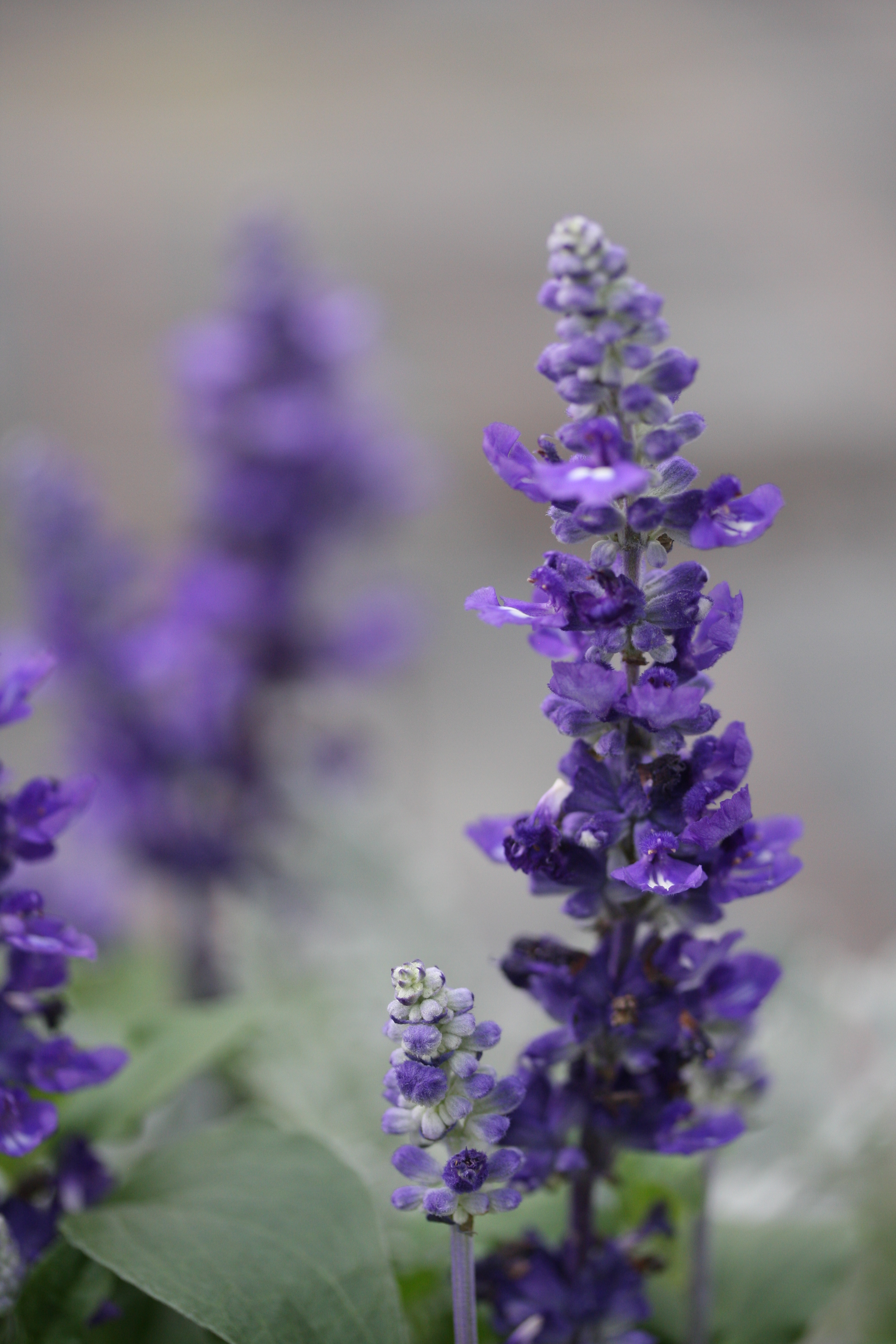 Sage Flowers Plant Purple Macro