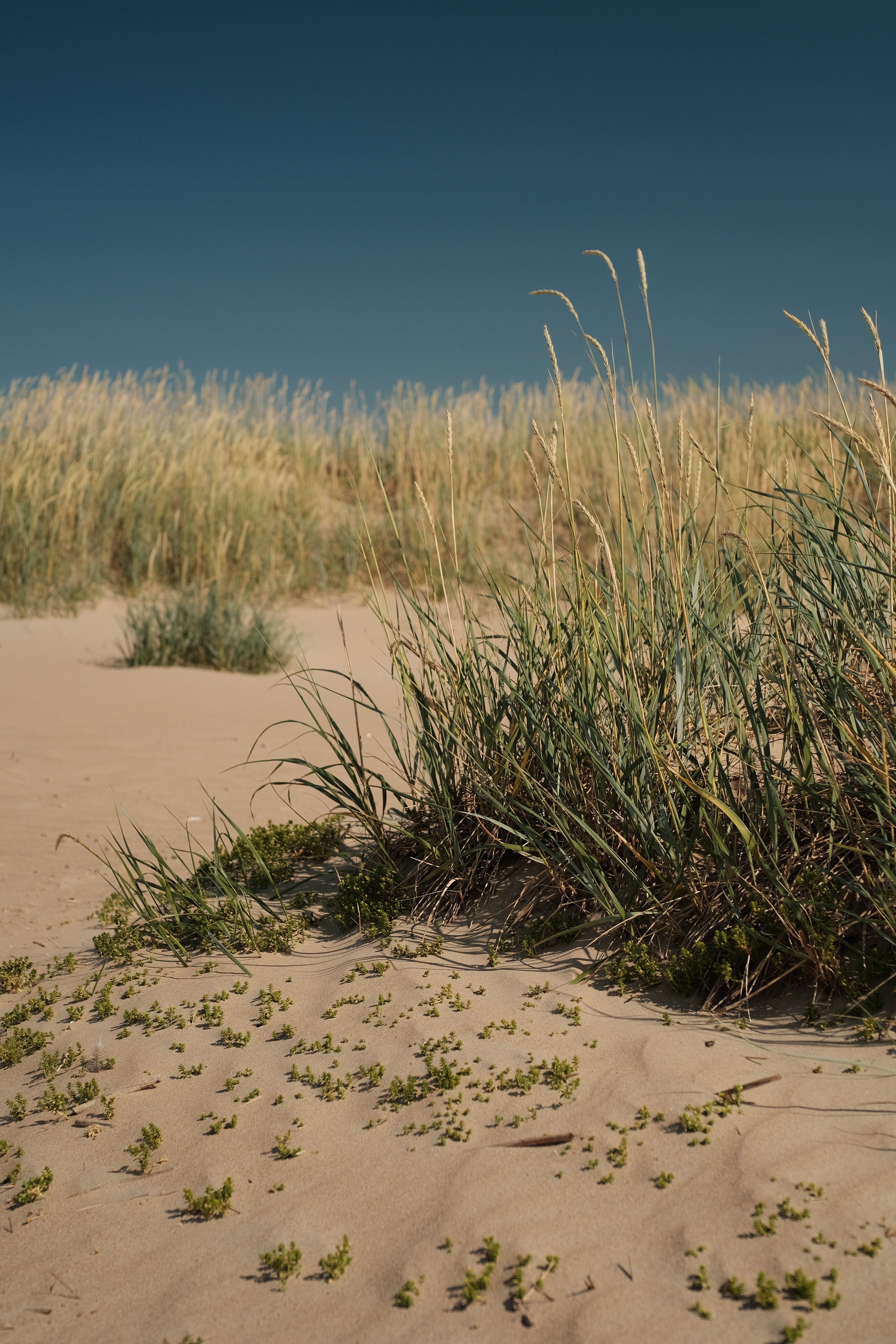 Sand Grass Nature