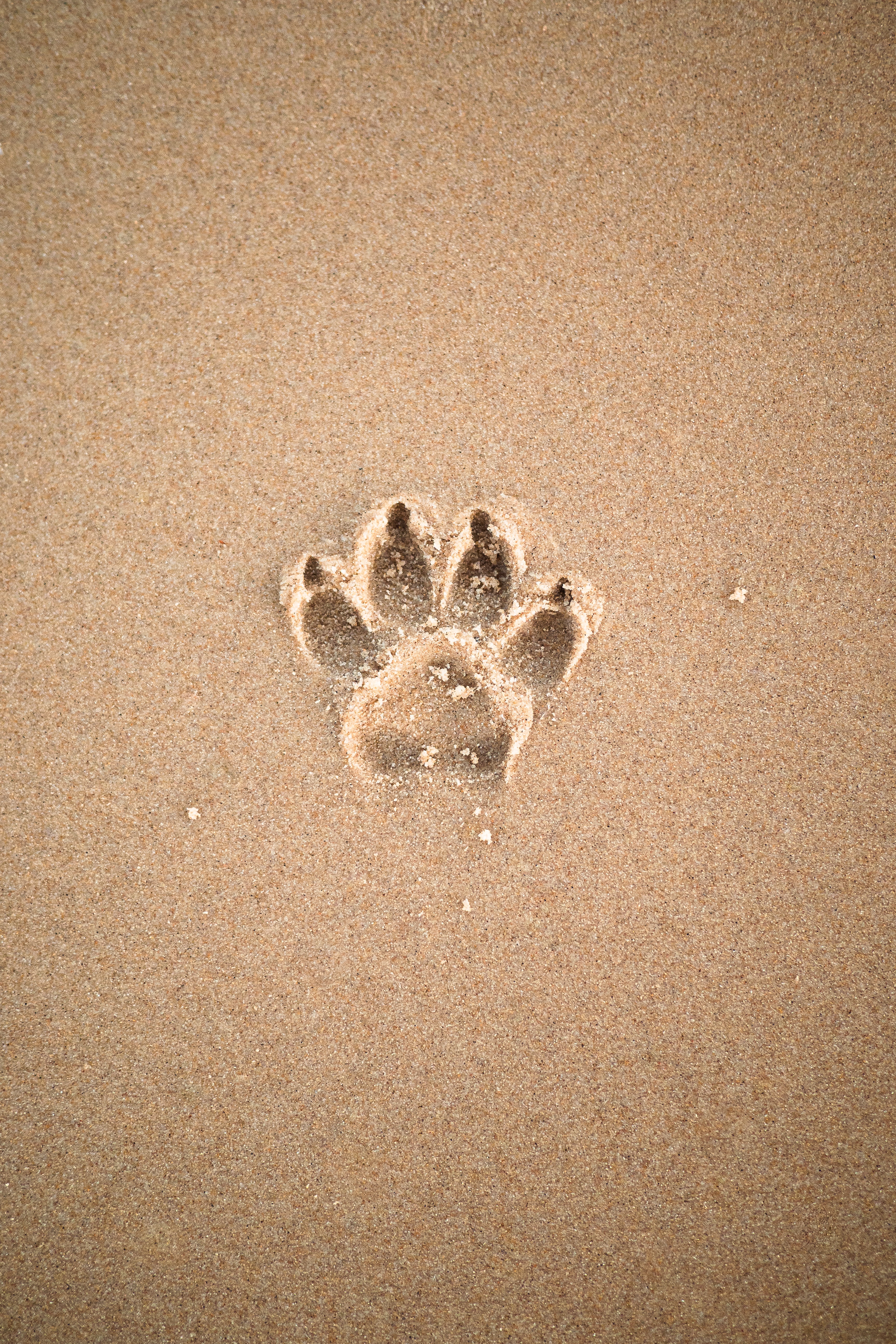 Sand Imprint Paw Animal