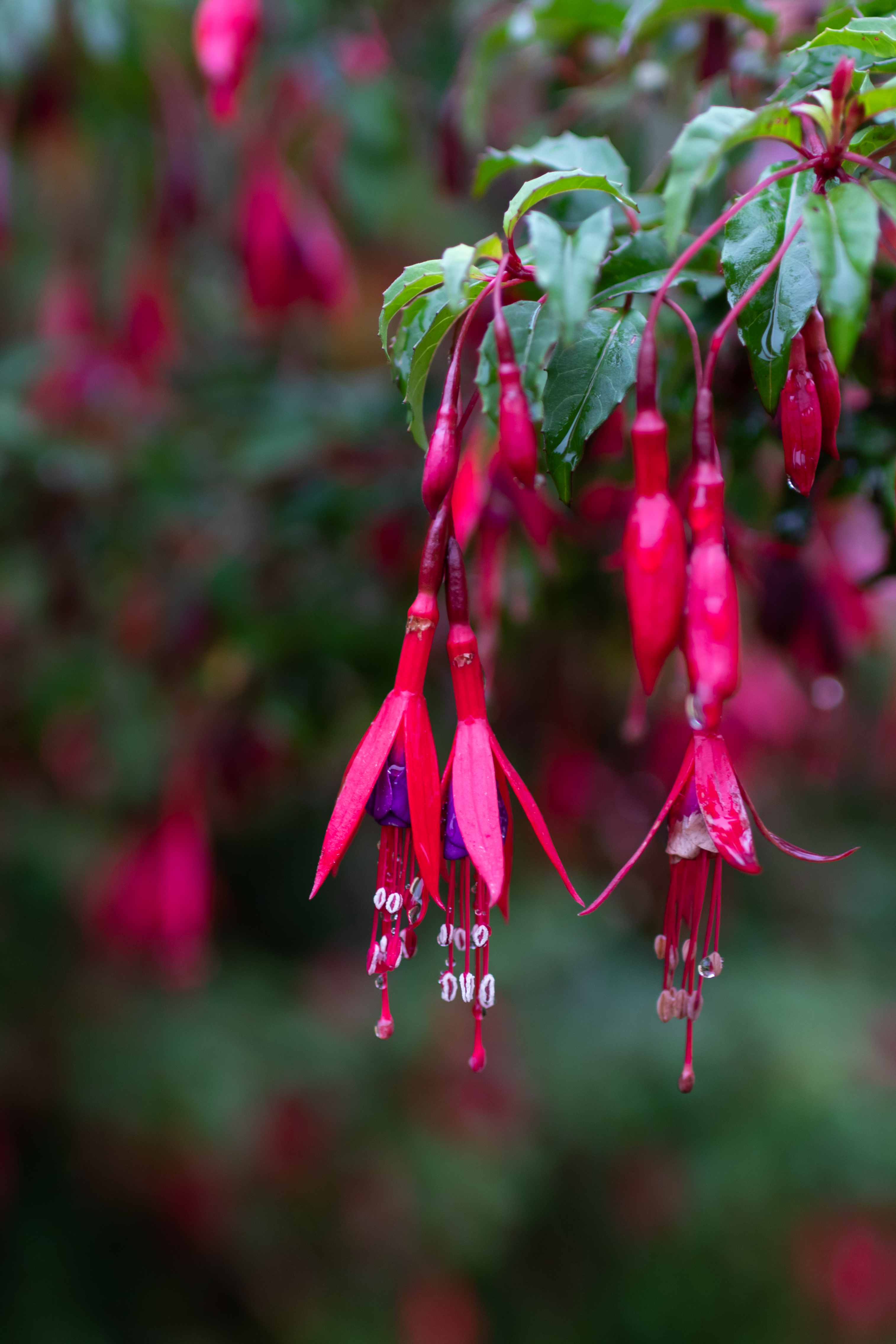 Schlumberger Flower Plant Macro