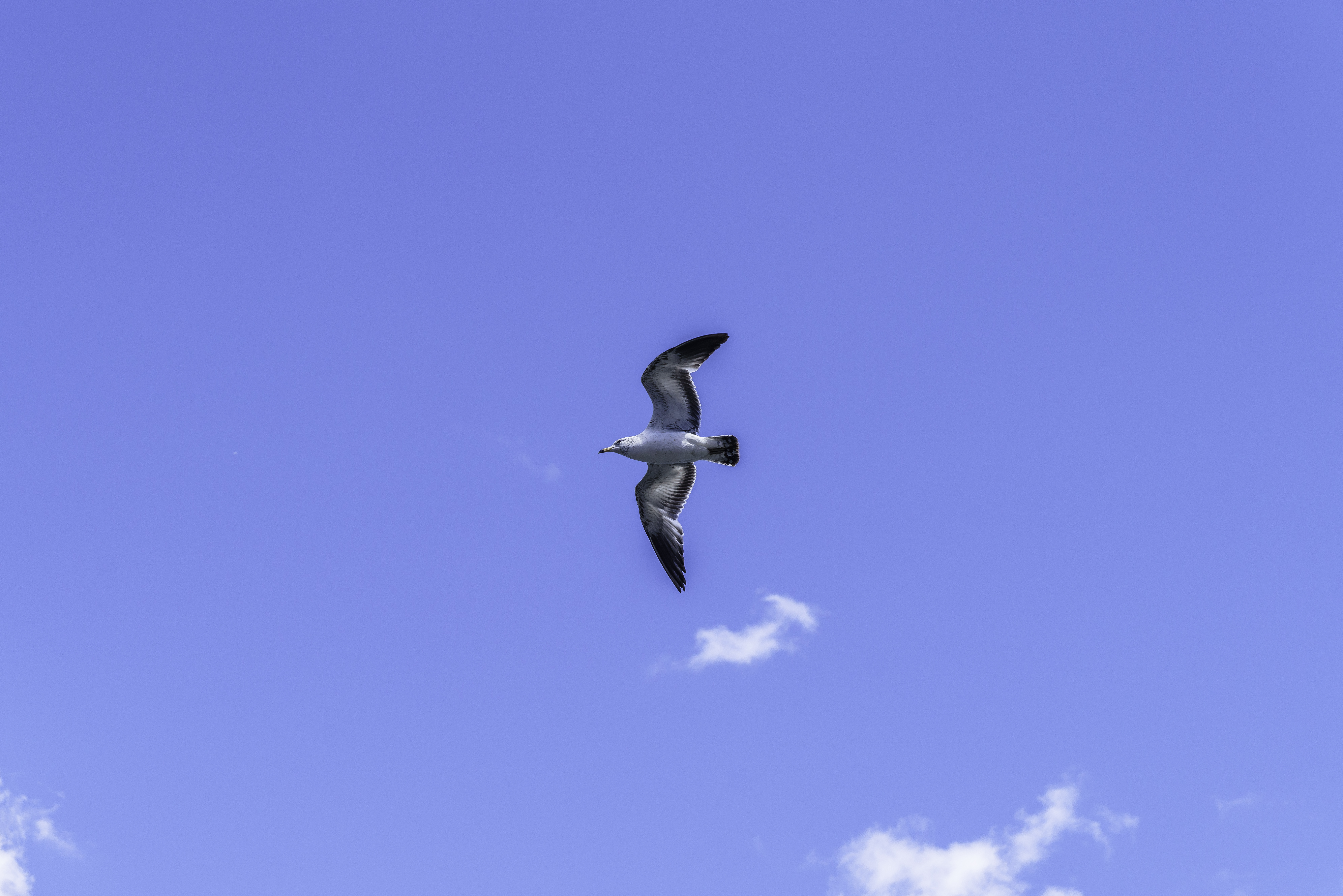 Seagull Bird Flight Sky Blue