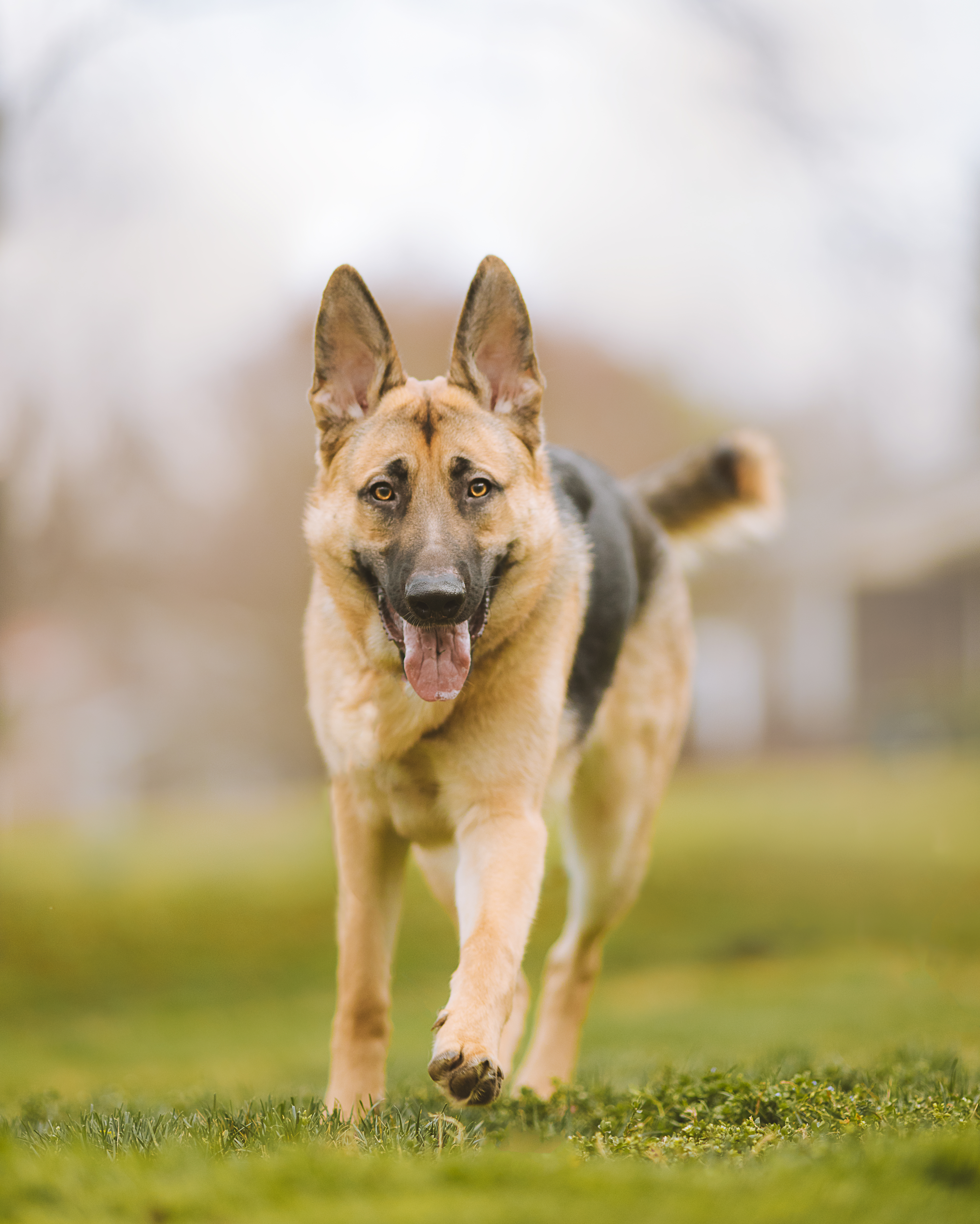 Shepherd-dog Dog Pet Protruding-tongue