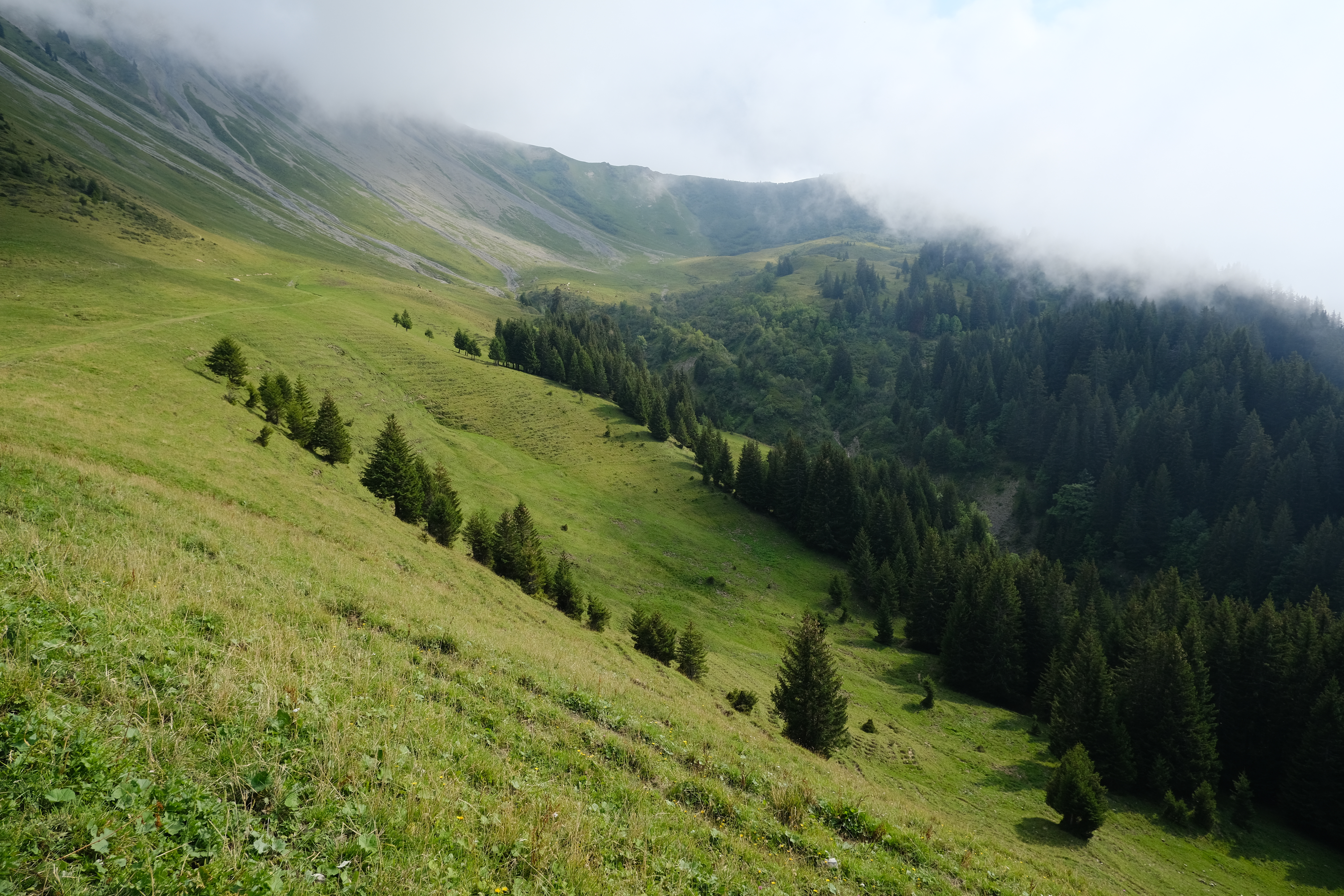 Slope Forest Trees Cloud Landscape Nature