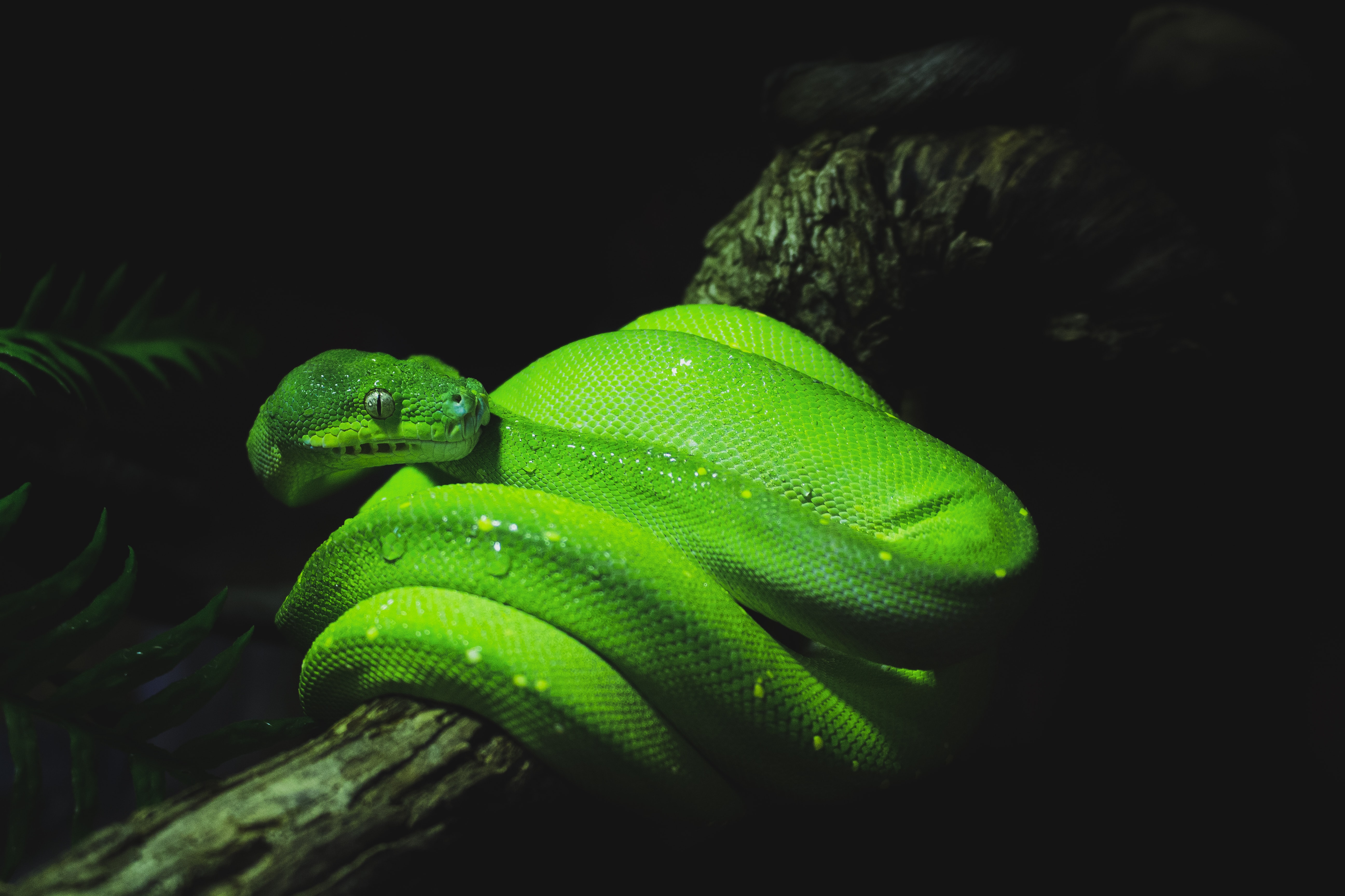 Snake Reptile Green Wet