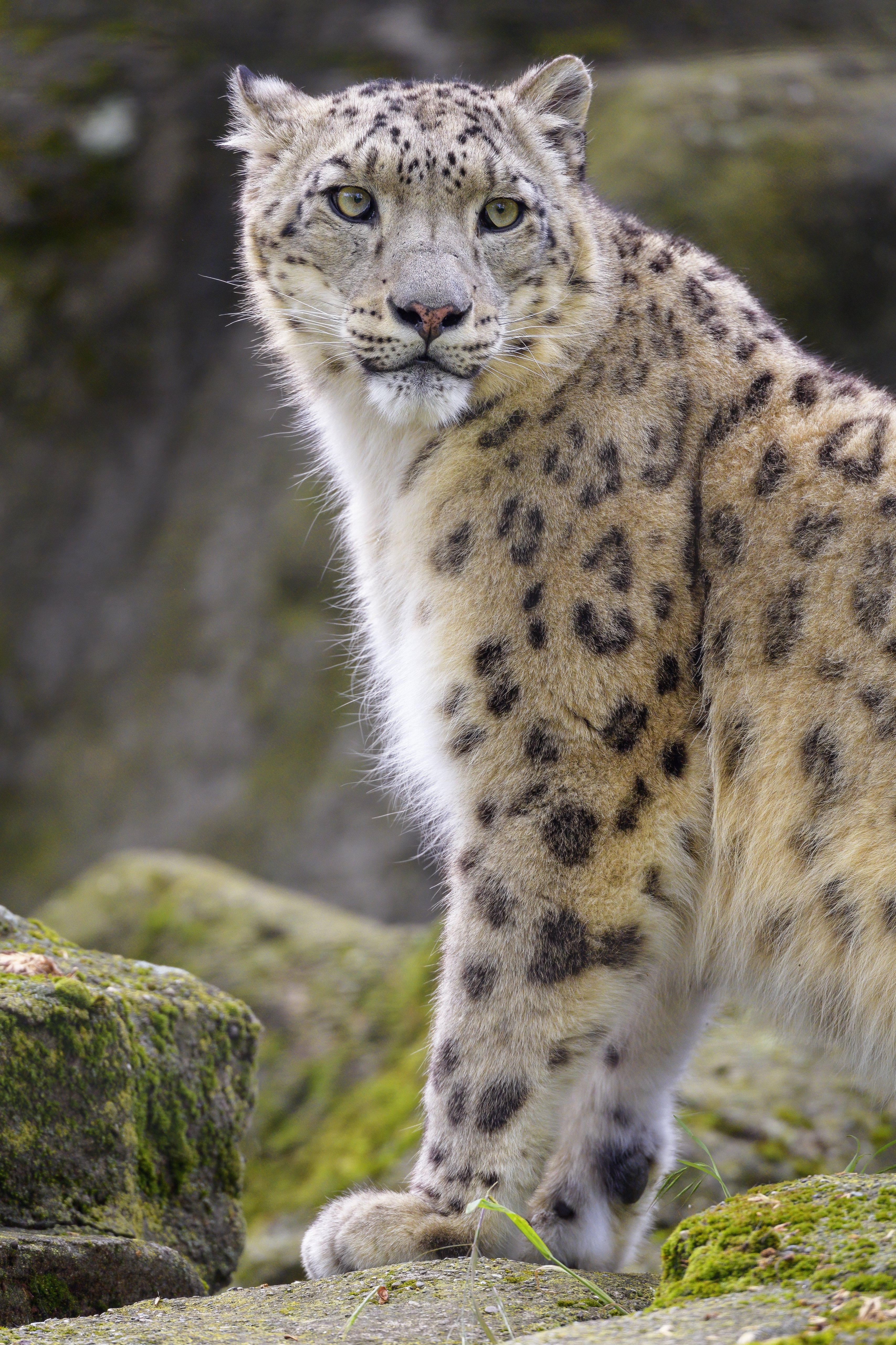 Snow-leopard Animal Predator Big-cat White Wild