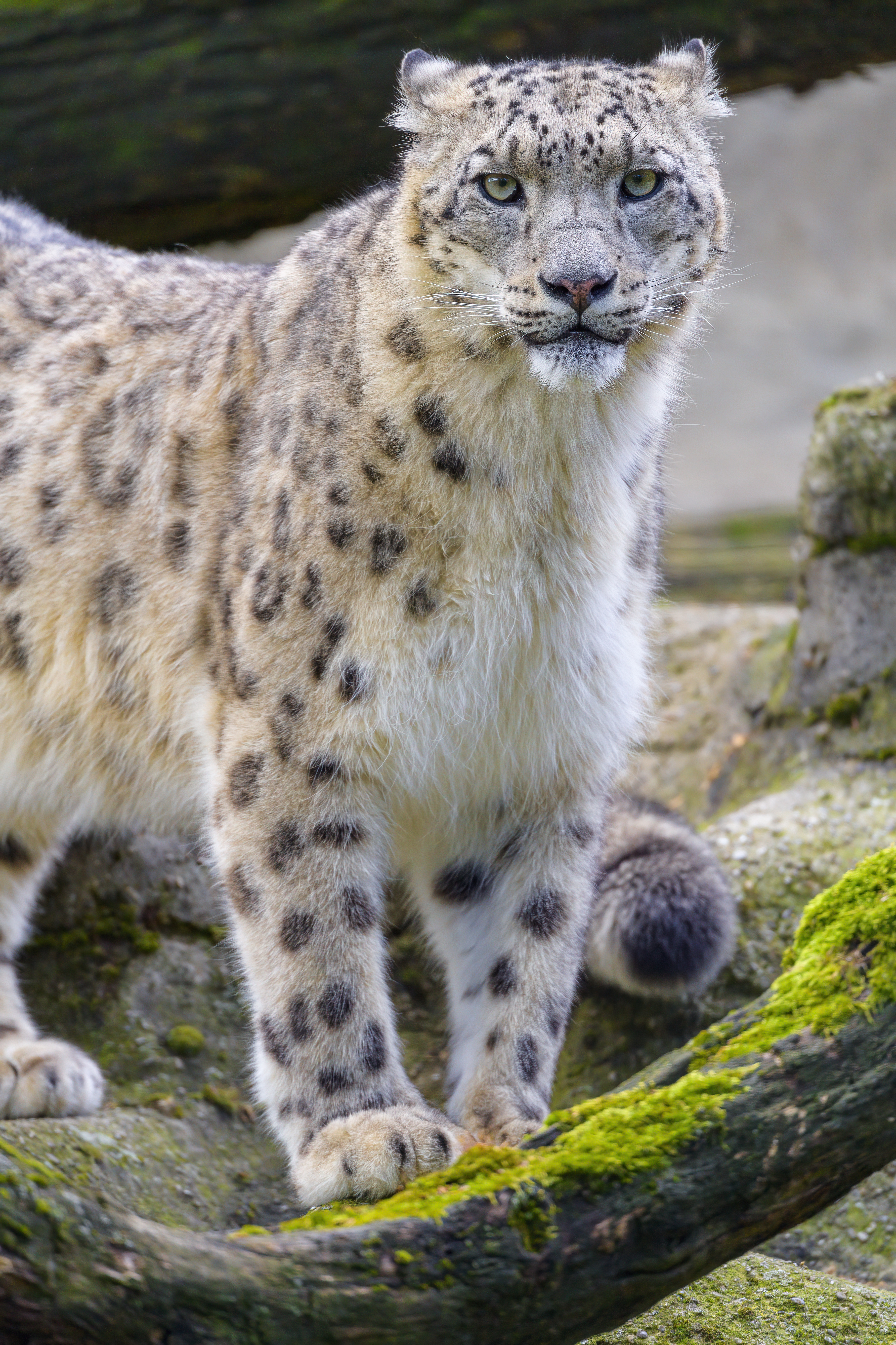 Snow-leopard Irbis Animal Glance Big-cat