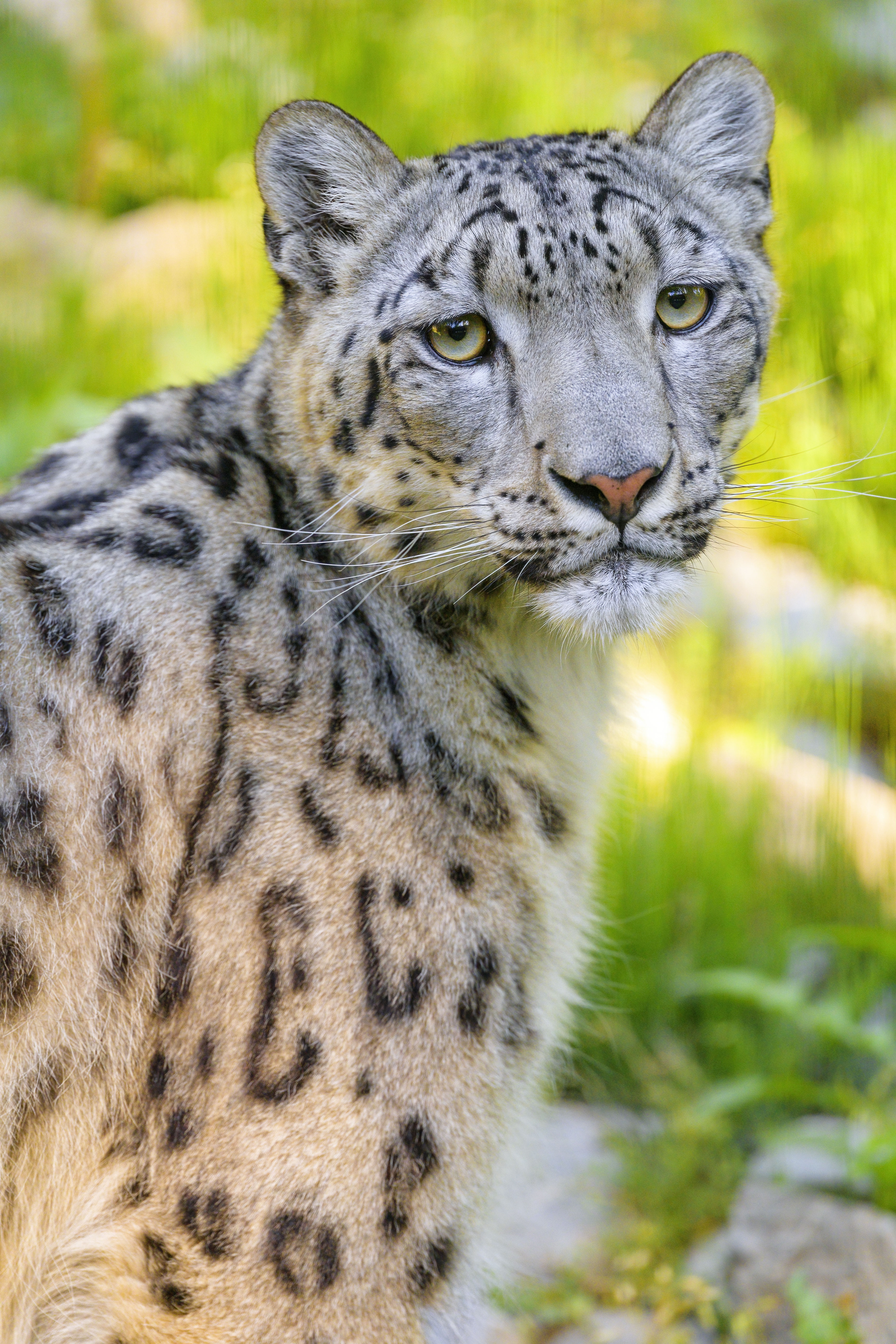 Snow-leopard Irbis Animal Glance Predator