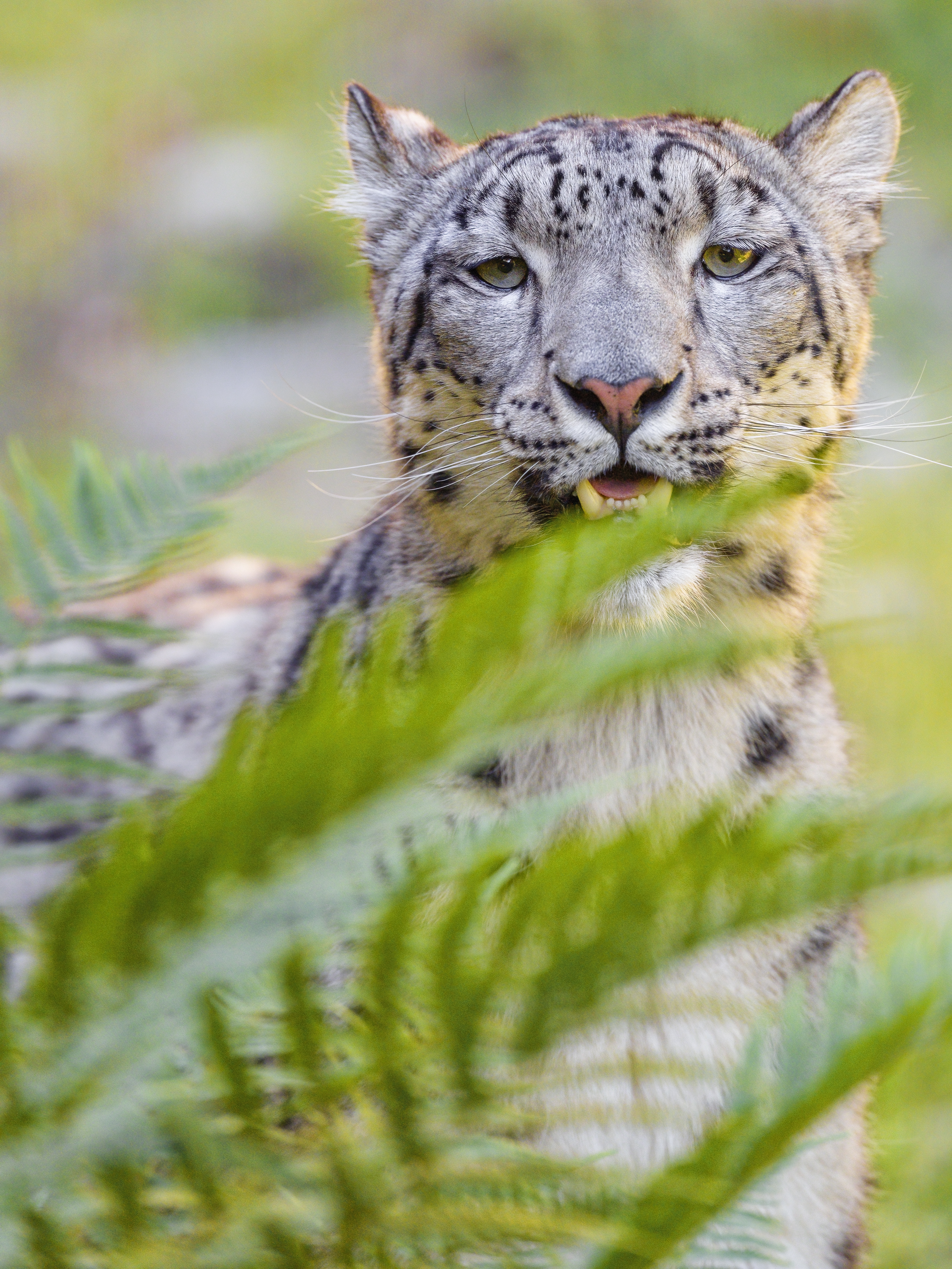 Snow-leopard Irbis Glance Animal Predator Wildlife