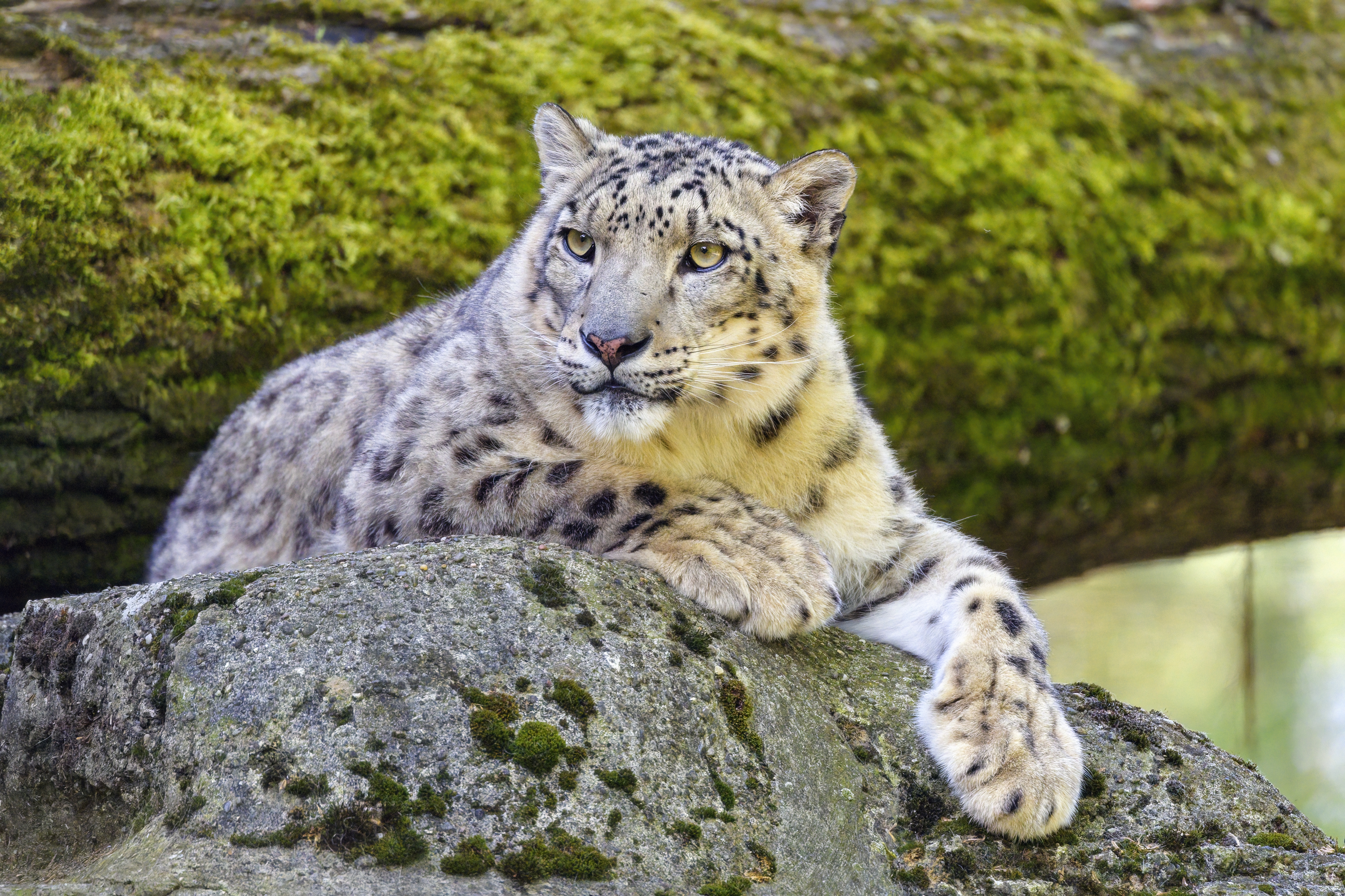 Snow-leopard Irbis Glance Predator Big-cat