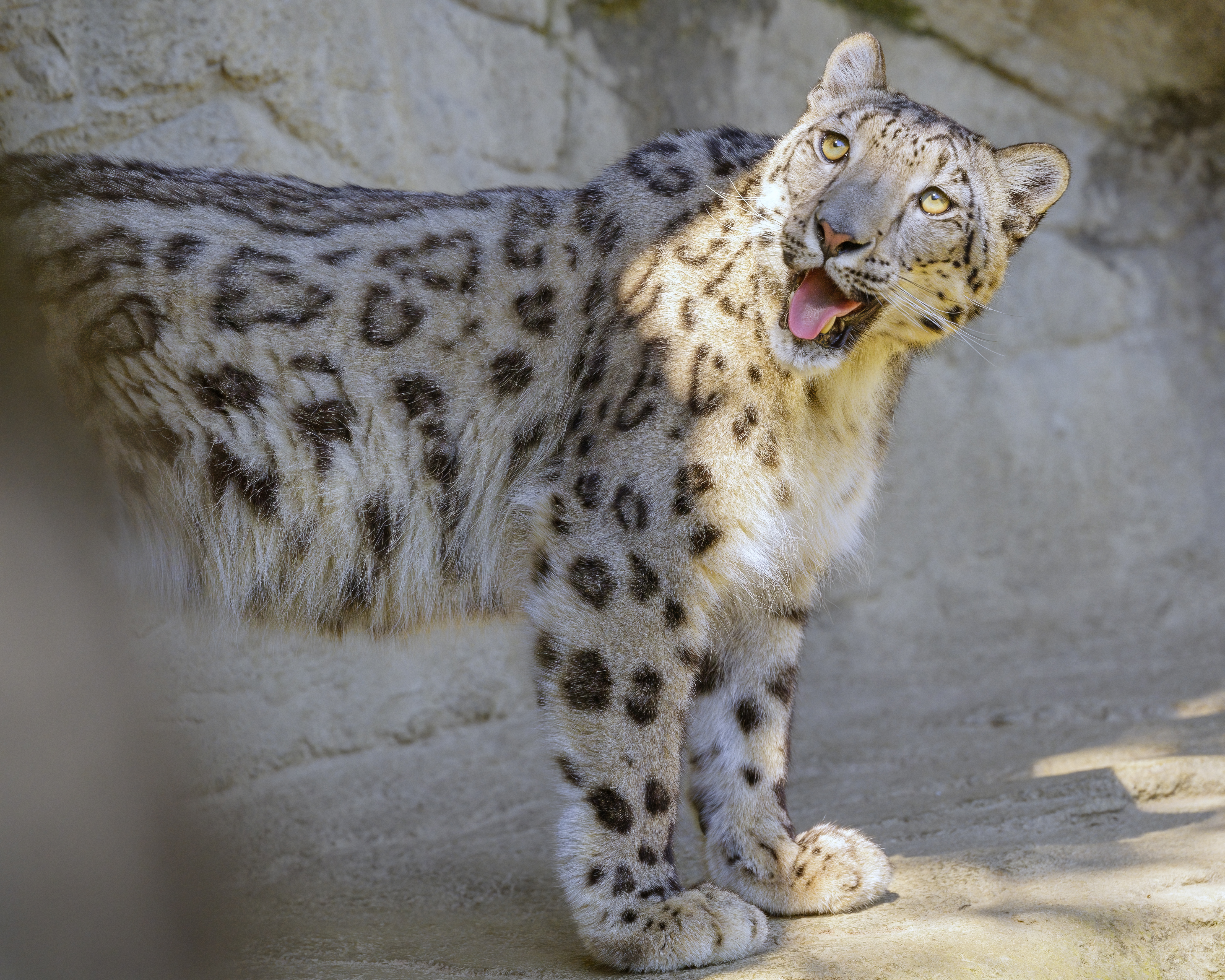 Snow-leopard Irbis Protruding-tongue Big-cat Funny