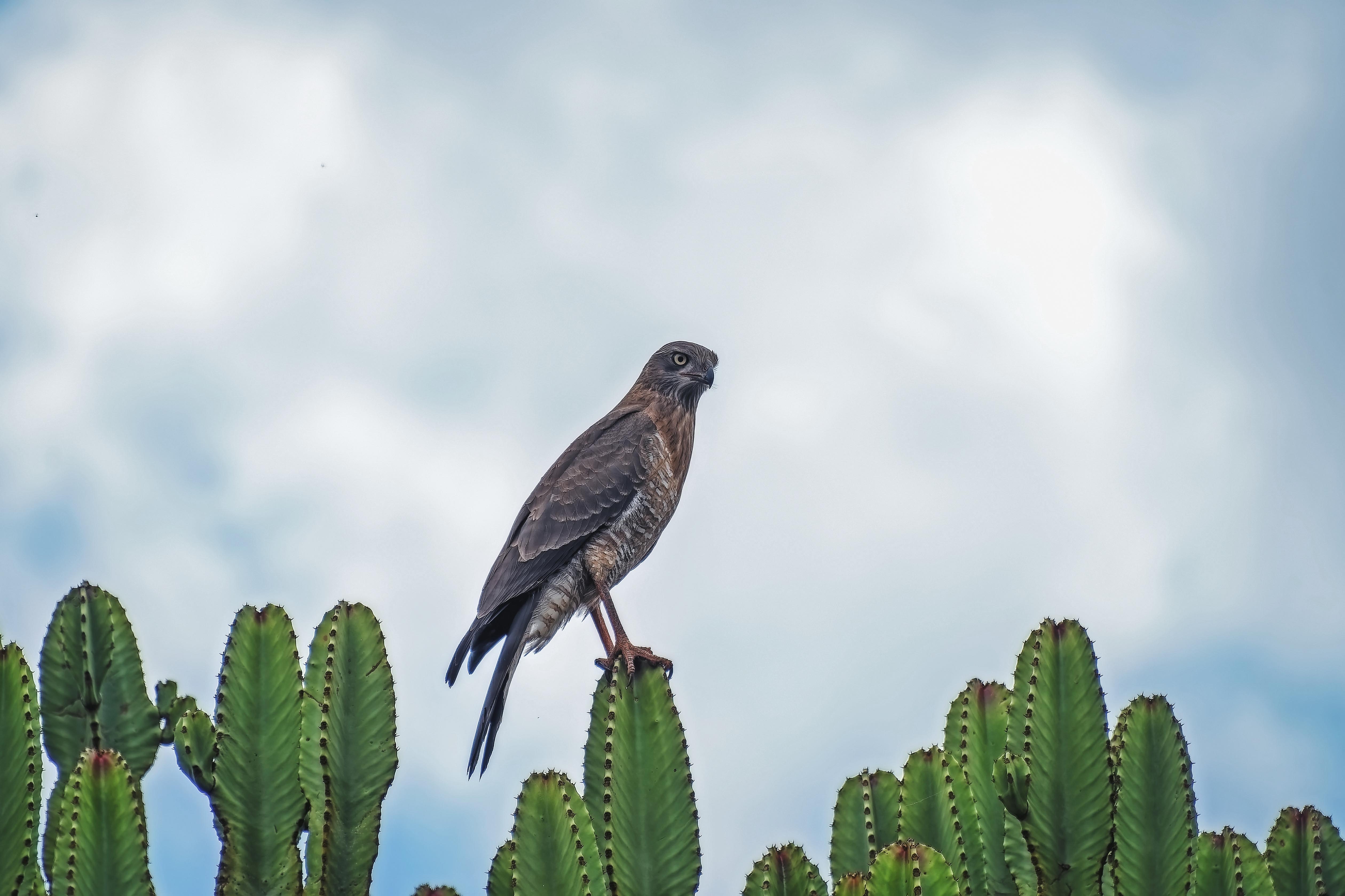 Sparrowhawk Bird Cacti Plants Wildlife