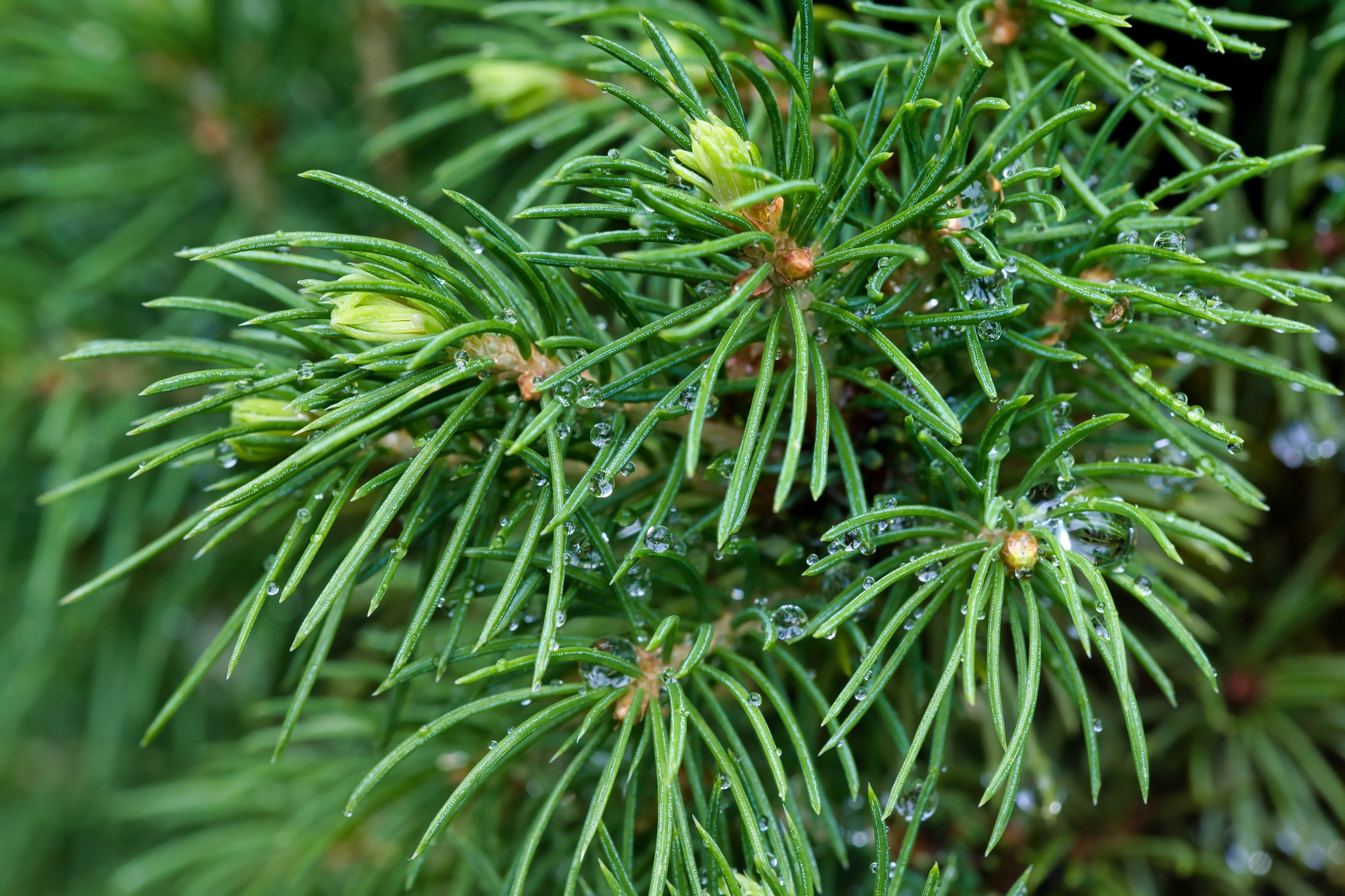 Spruce Branches Needles Drops Macro Green