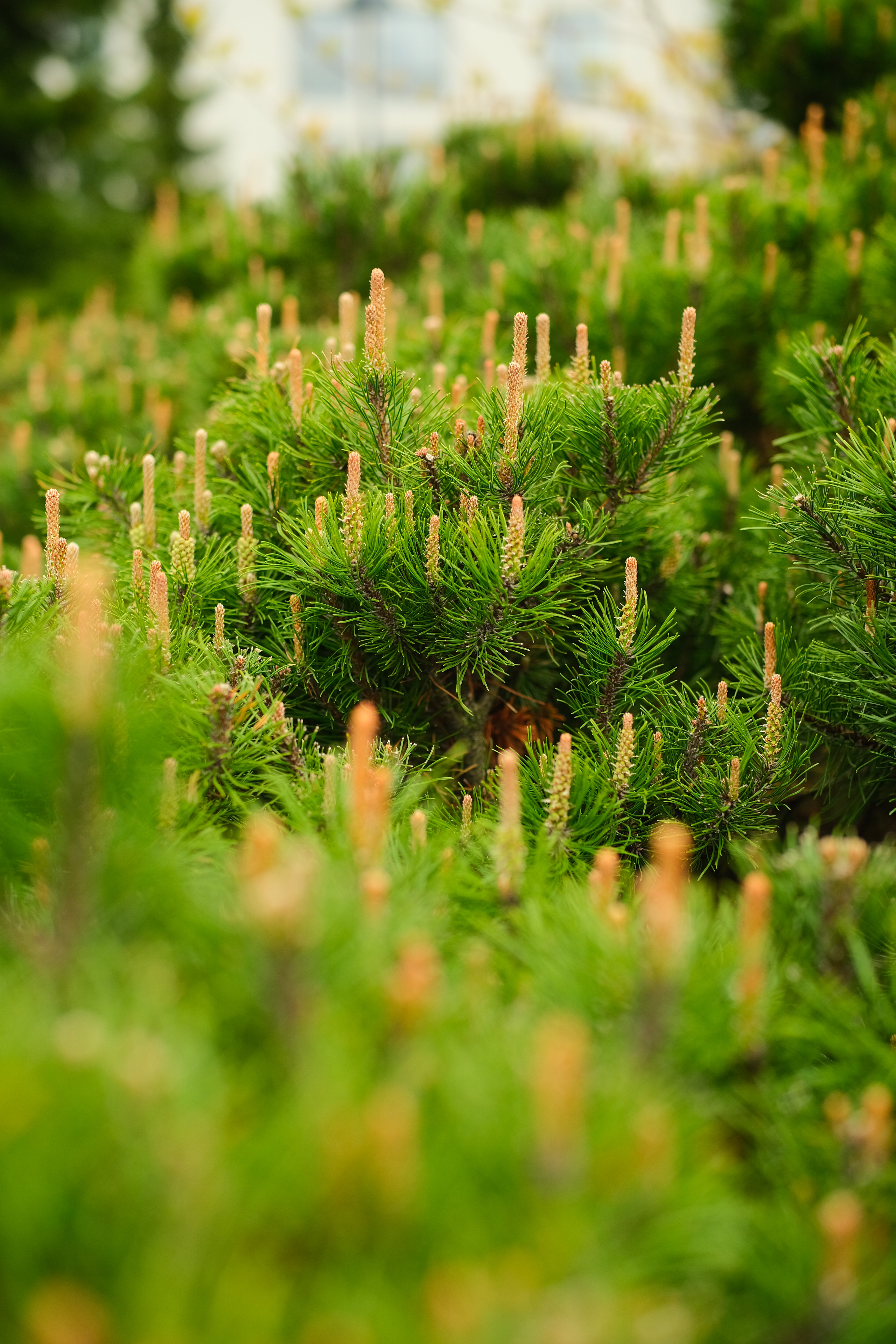 Spruce Cones Needles Macro Green