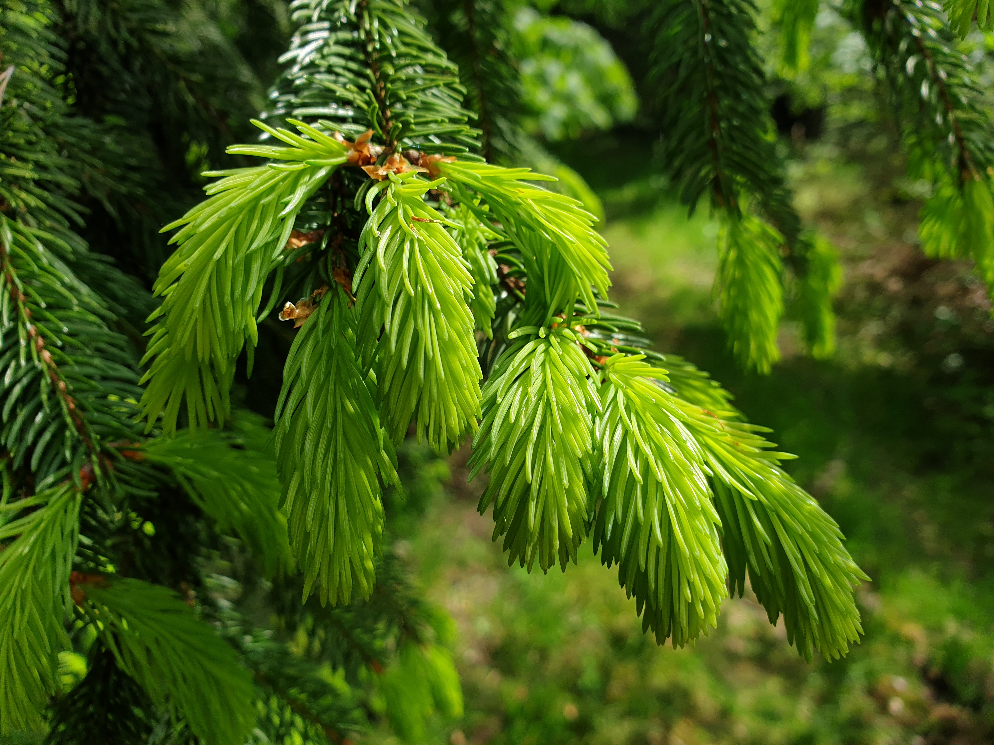 Spruce Needles Branches Macro Green