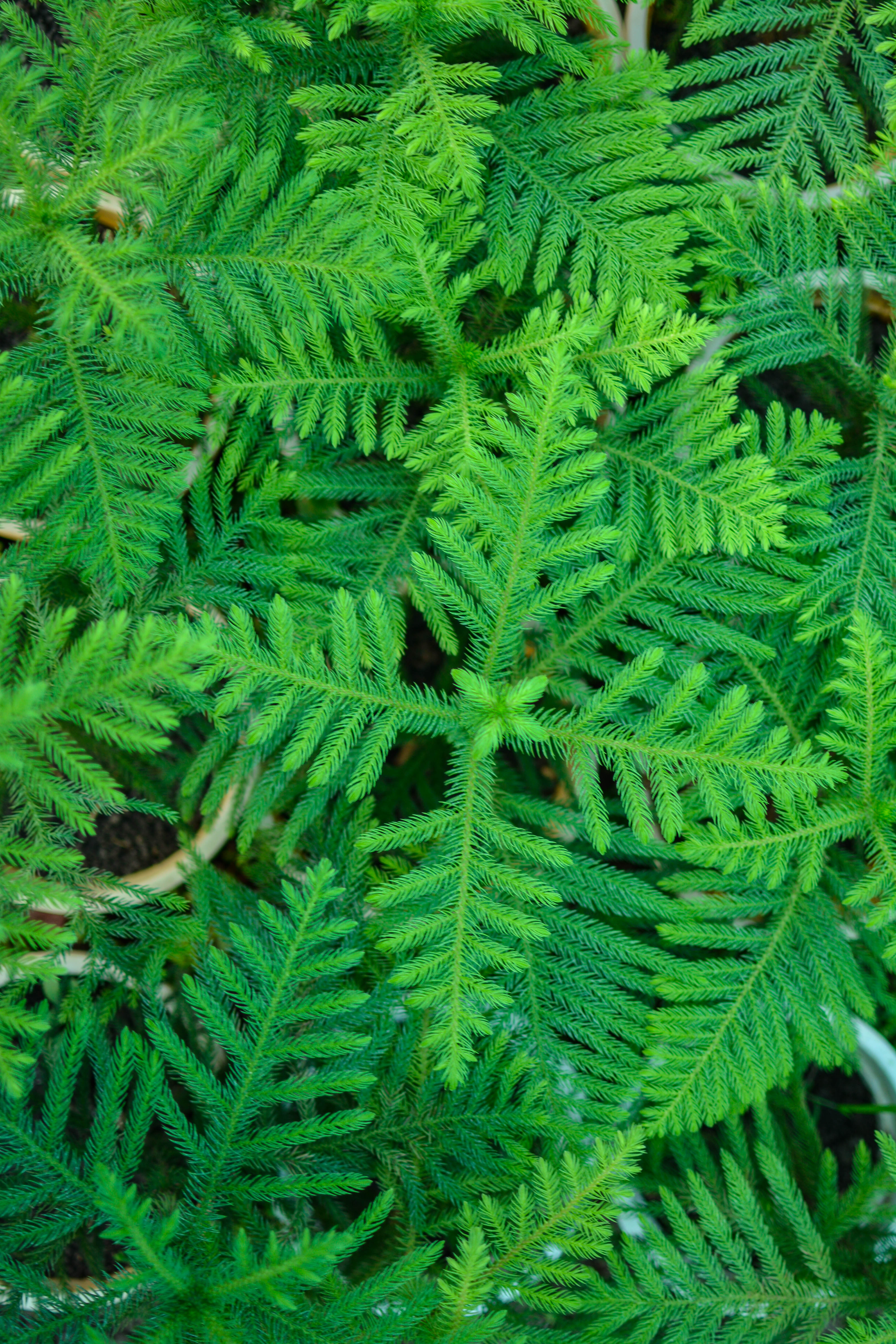 Spruce Needles Branches Plant Green Macro