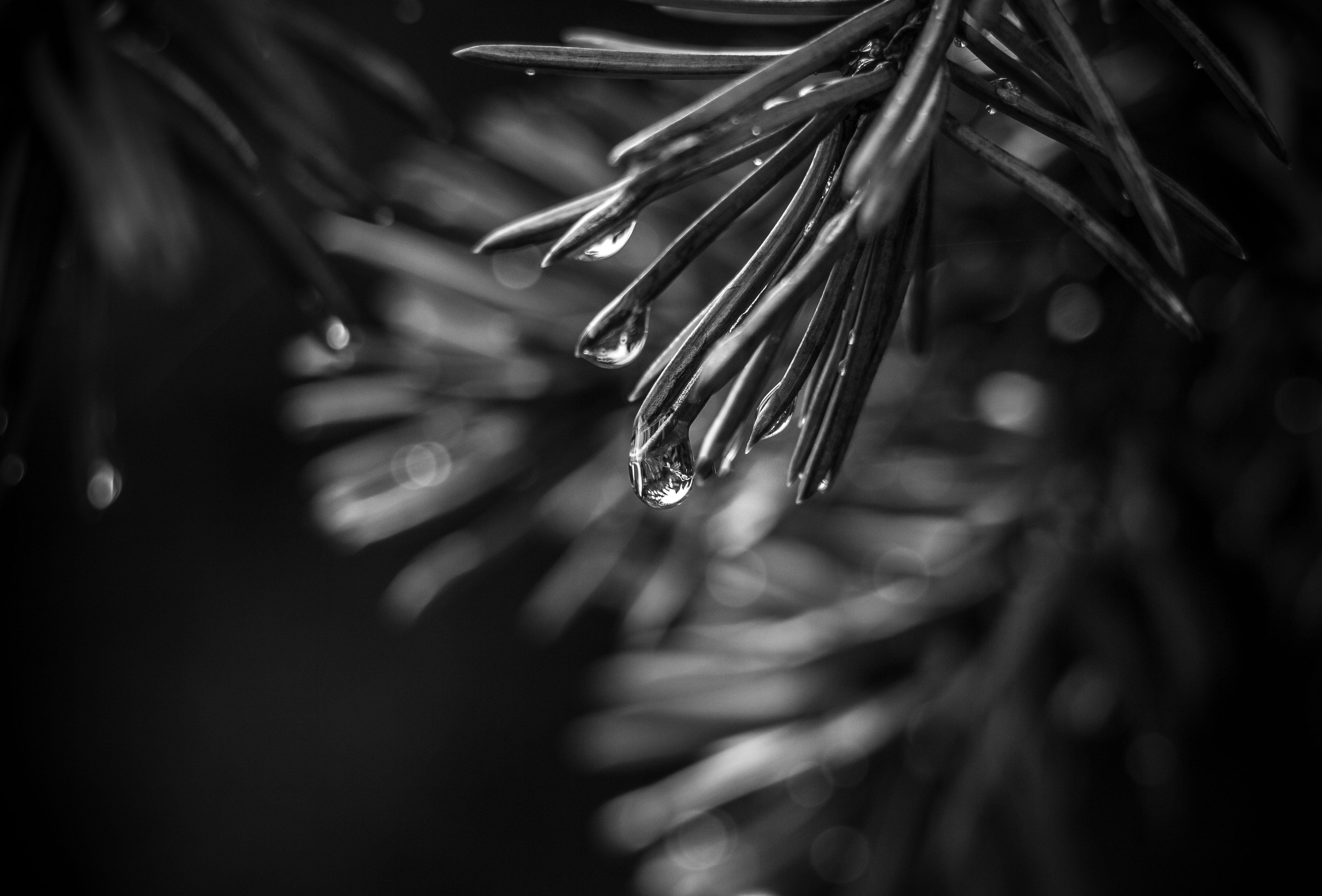 Spruce Needles Drops Macro Black-and-white