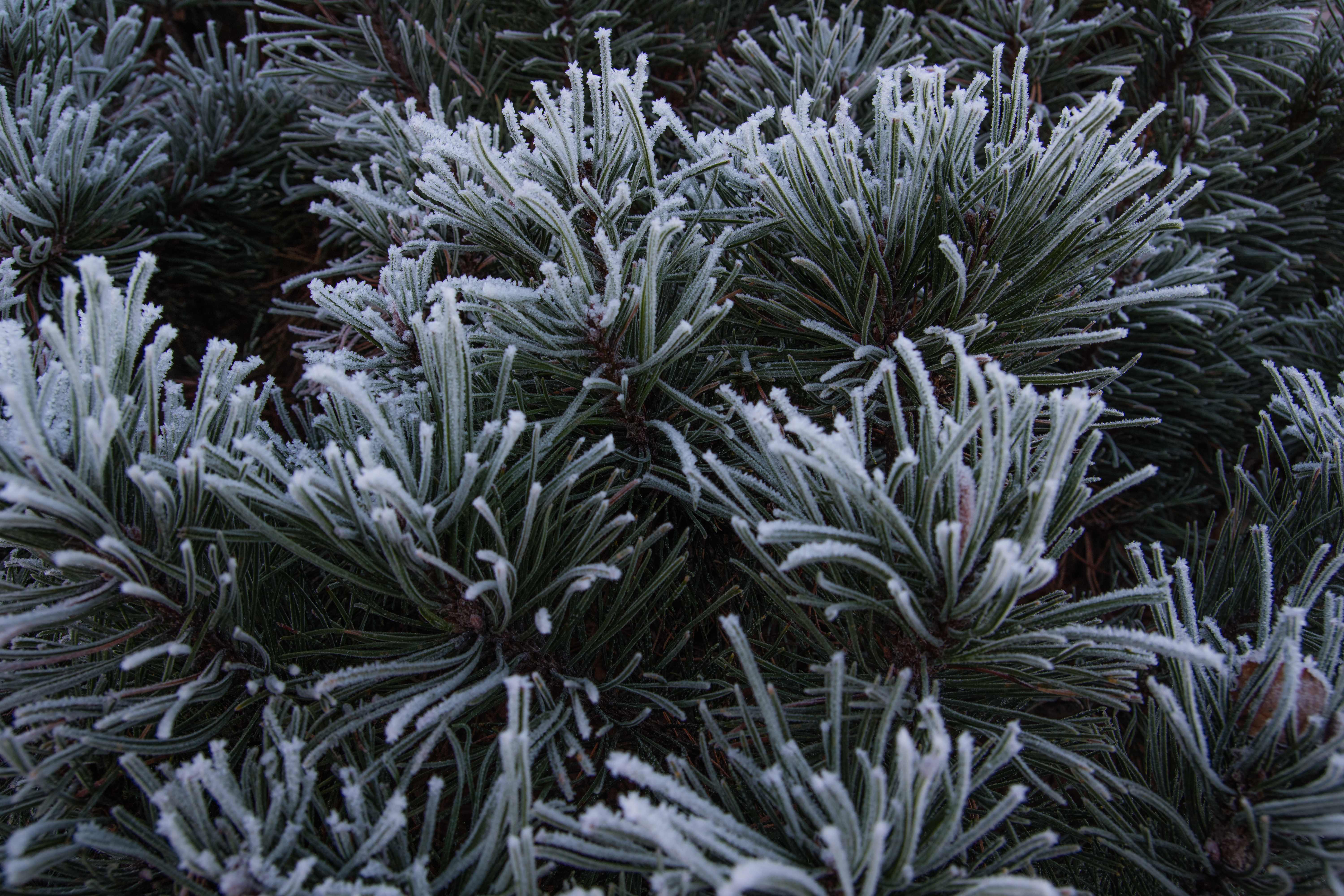 Spruce Needles Frost Macro