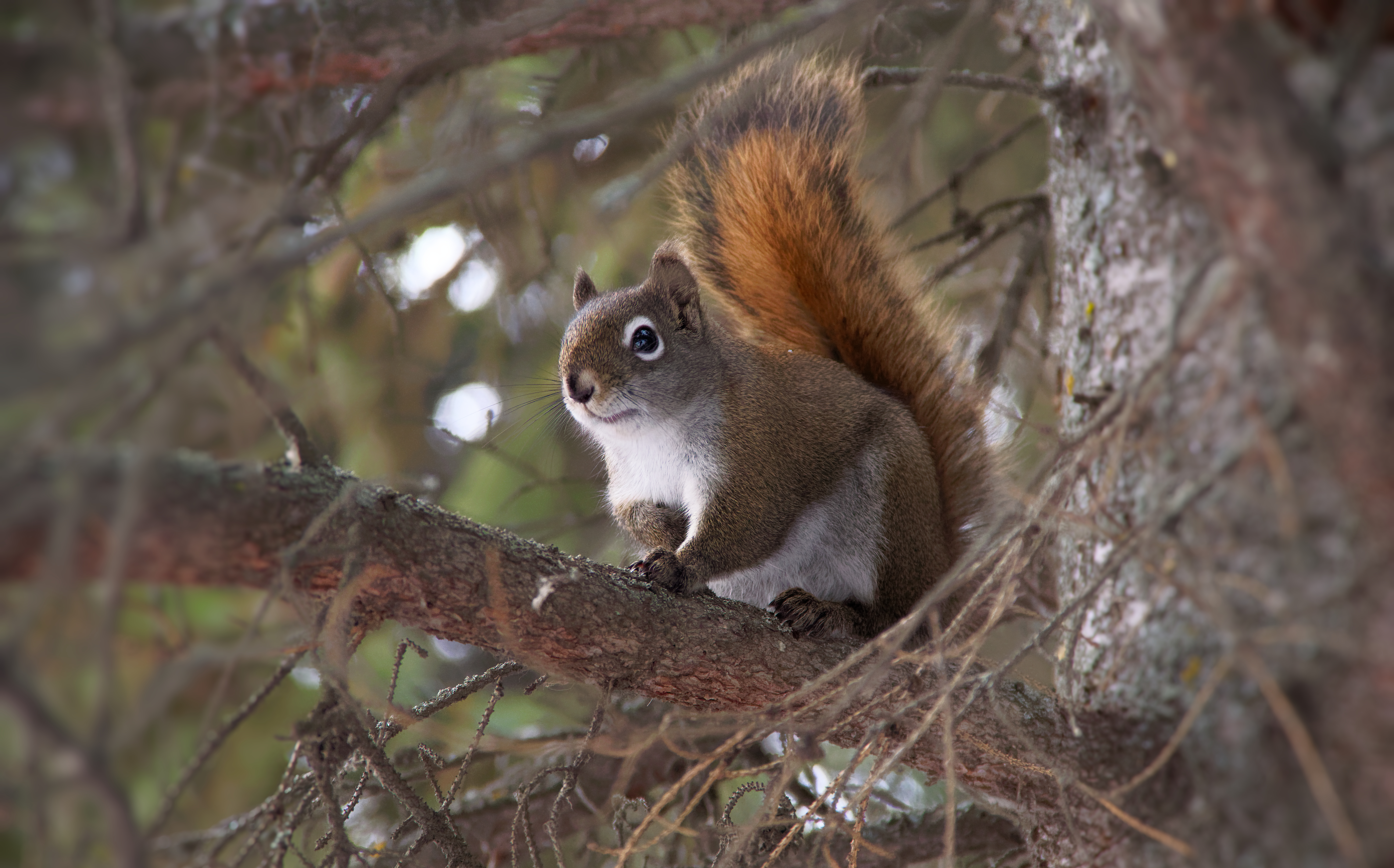 Squirrel Animal Fluffy Cute Tree Branches