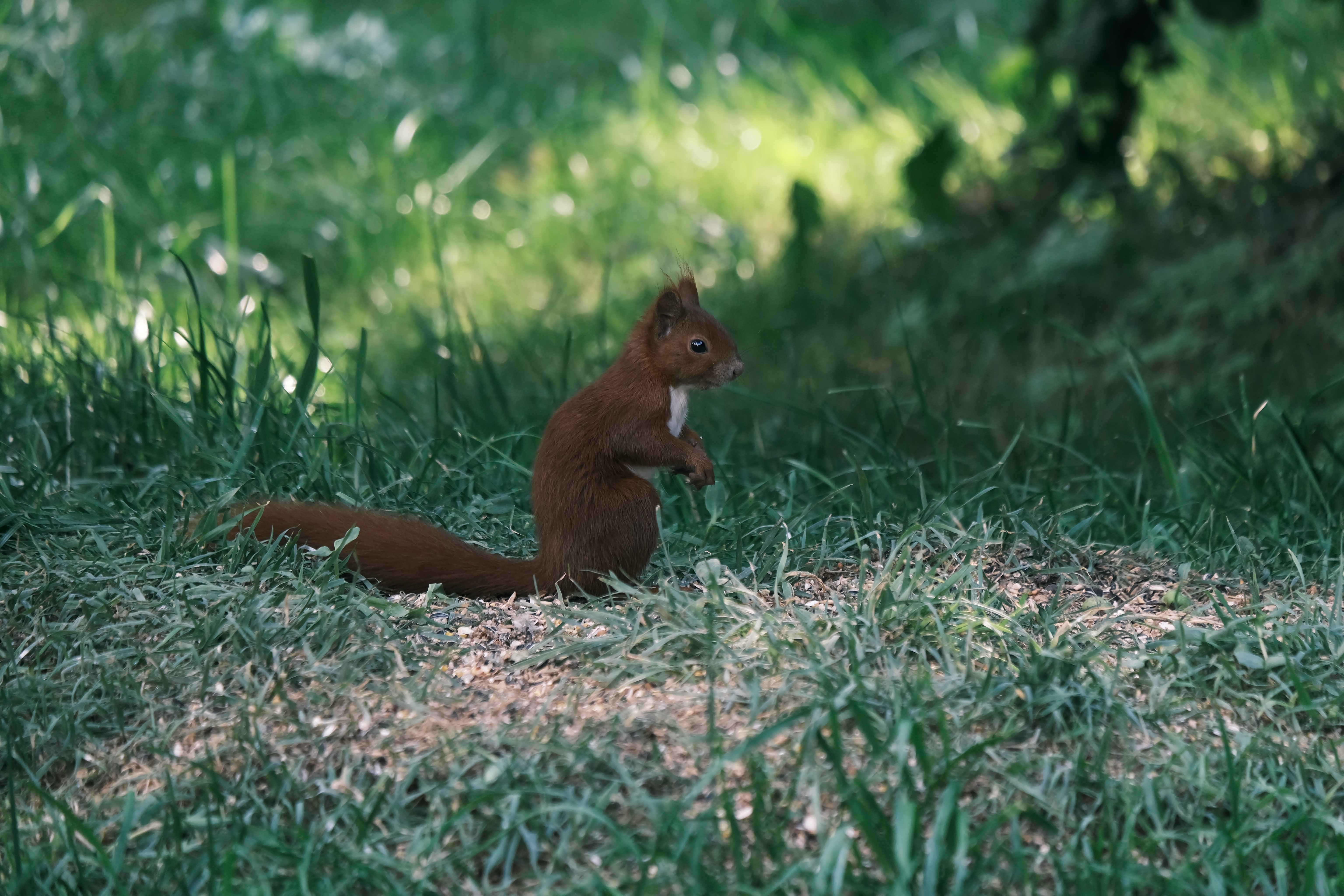 Squirrel Animal Furry Cute Grass