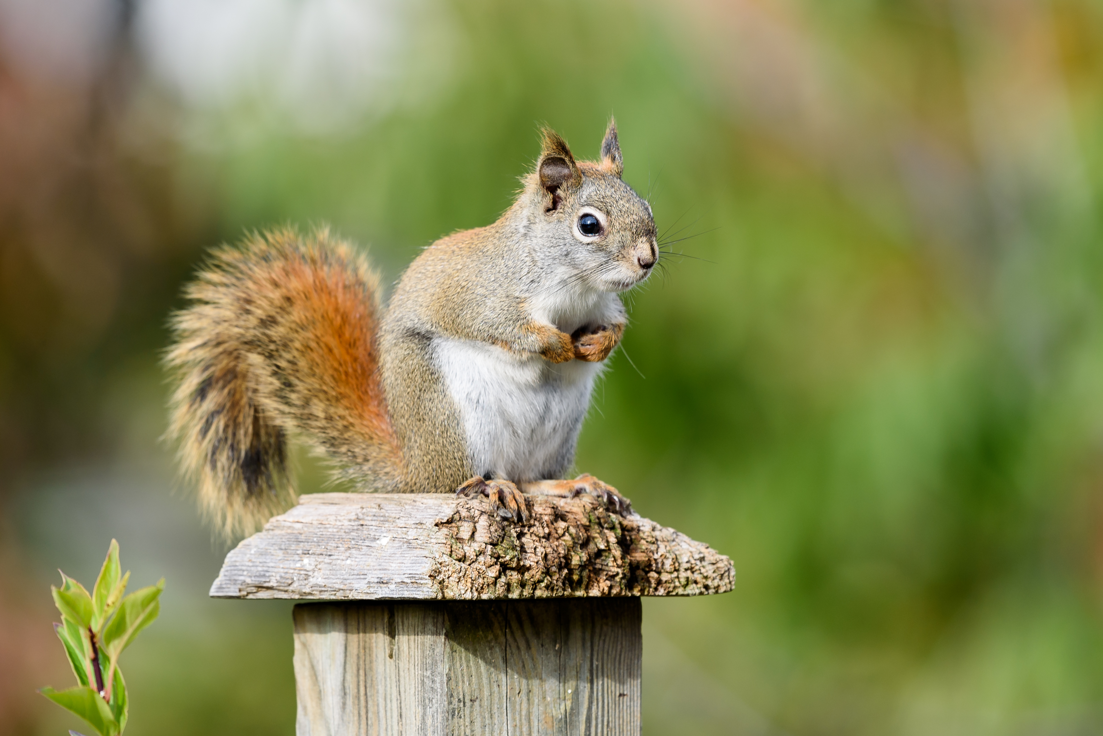 Squirrel Animal Watching Cute