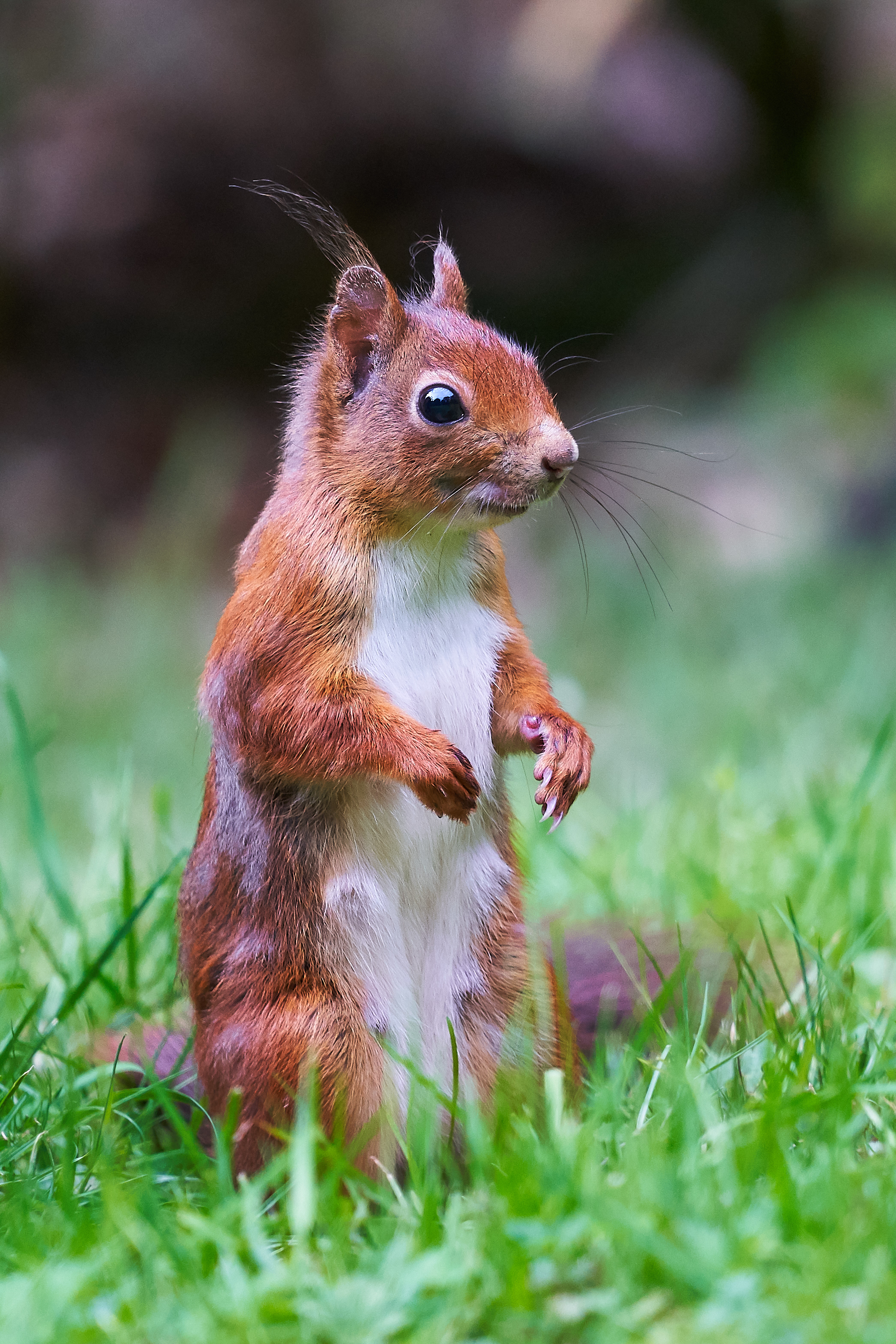 Squirrel Animal Wildlife