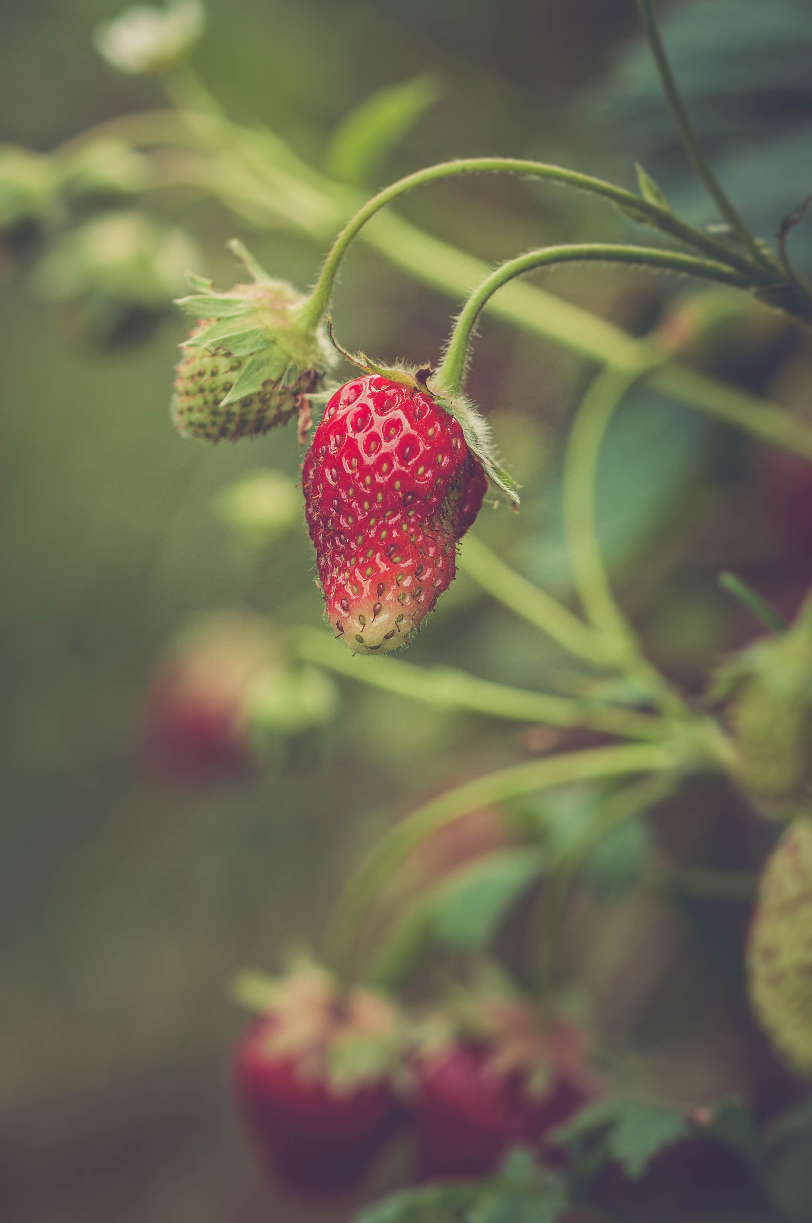 Strawberry Berry Plant Leaves Macro