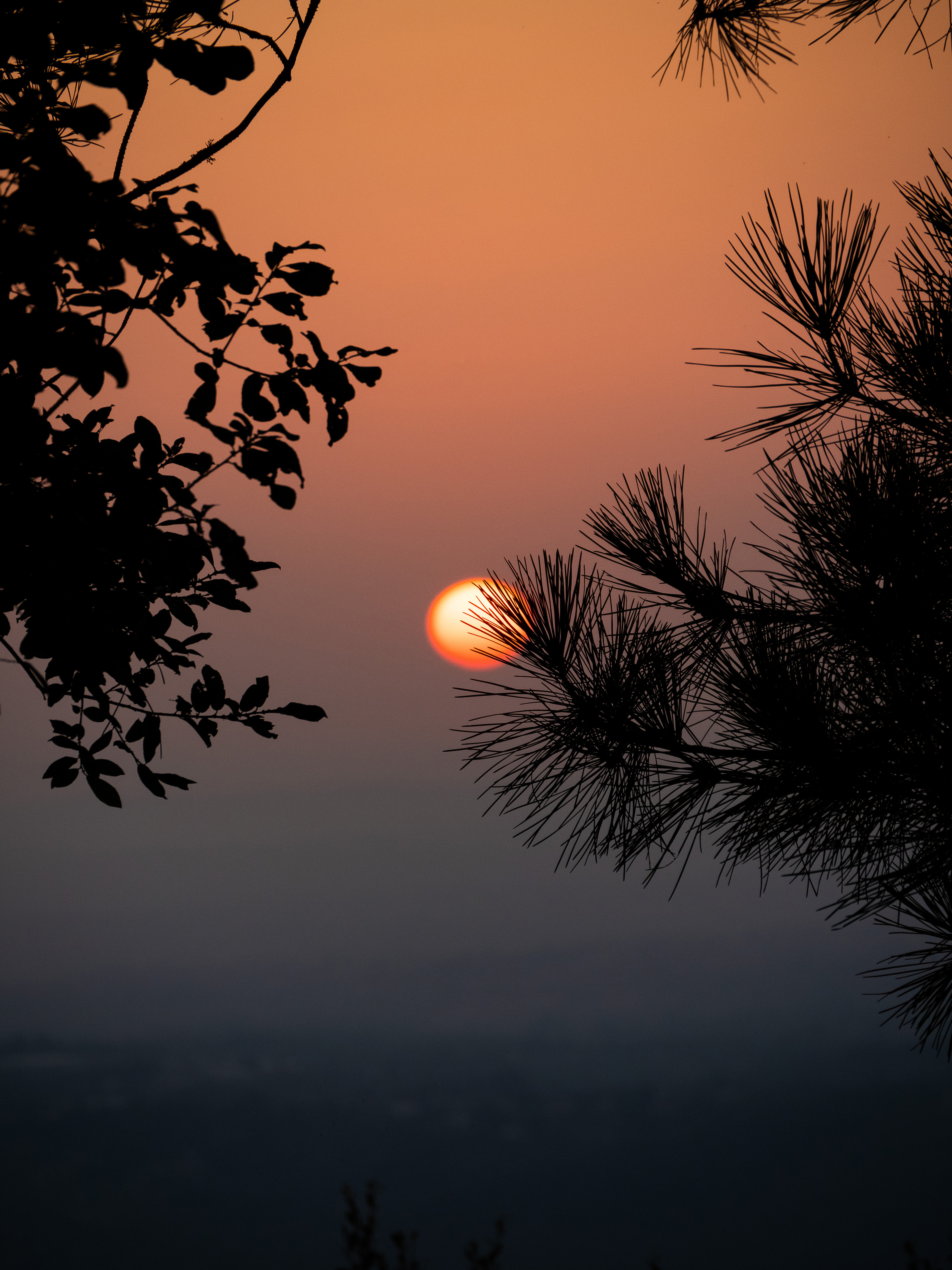 Sun Sunset Branches Silhouettes Landscape Dark