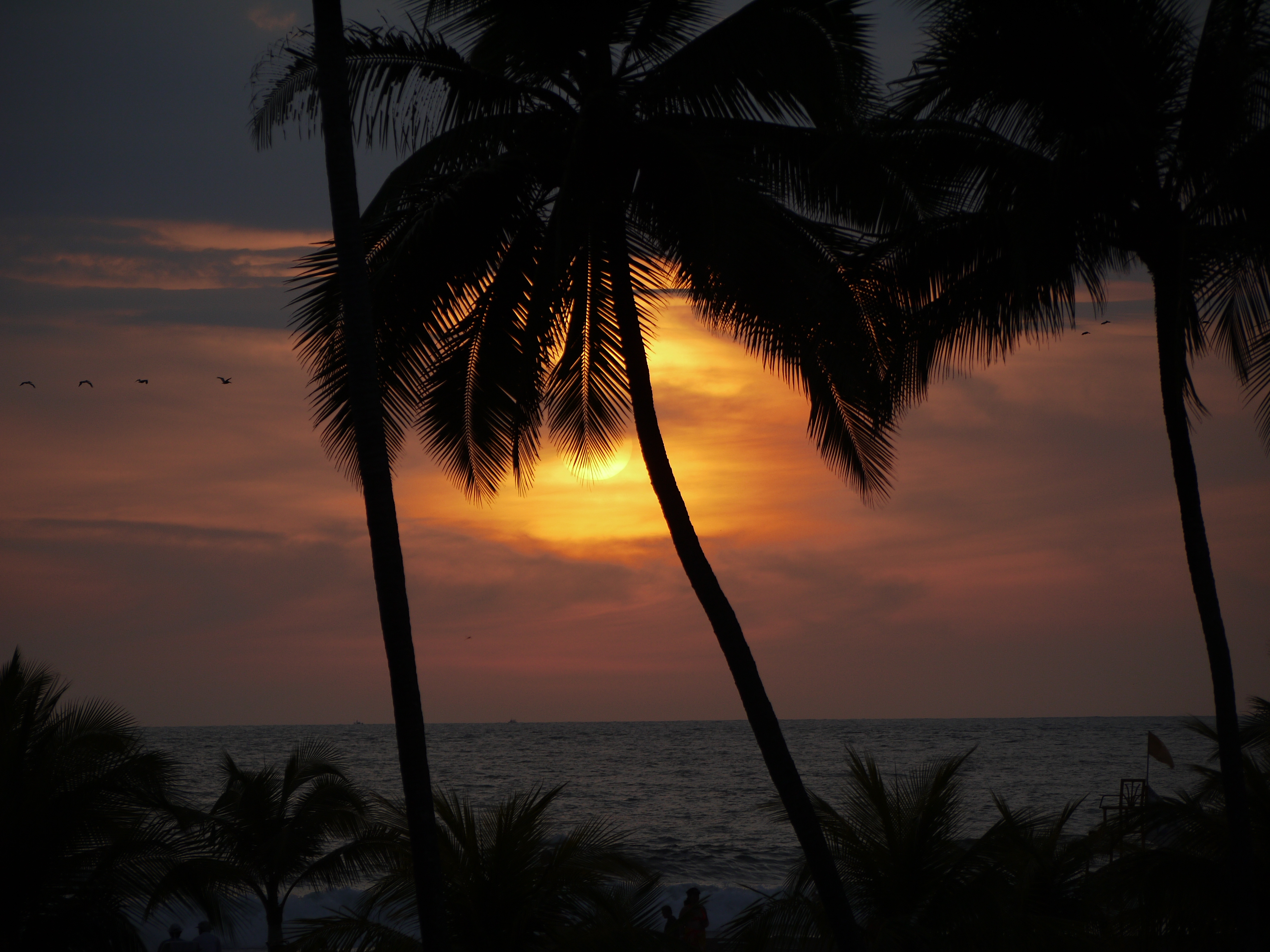 Sun Sunset Palm-tree Silhouette Dark