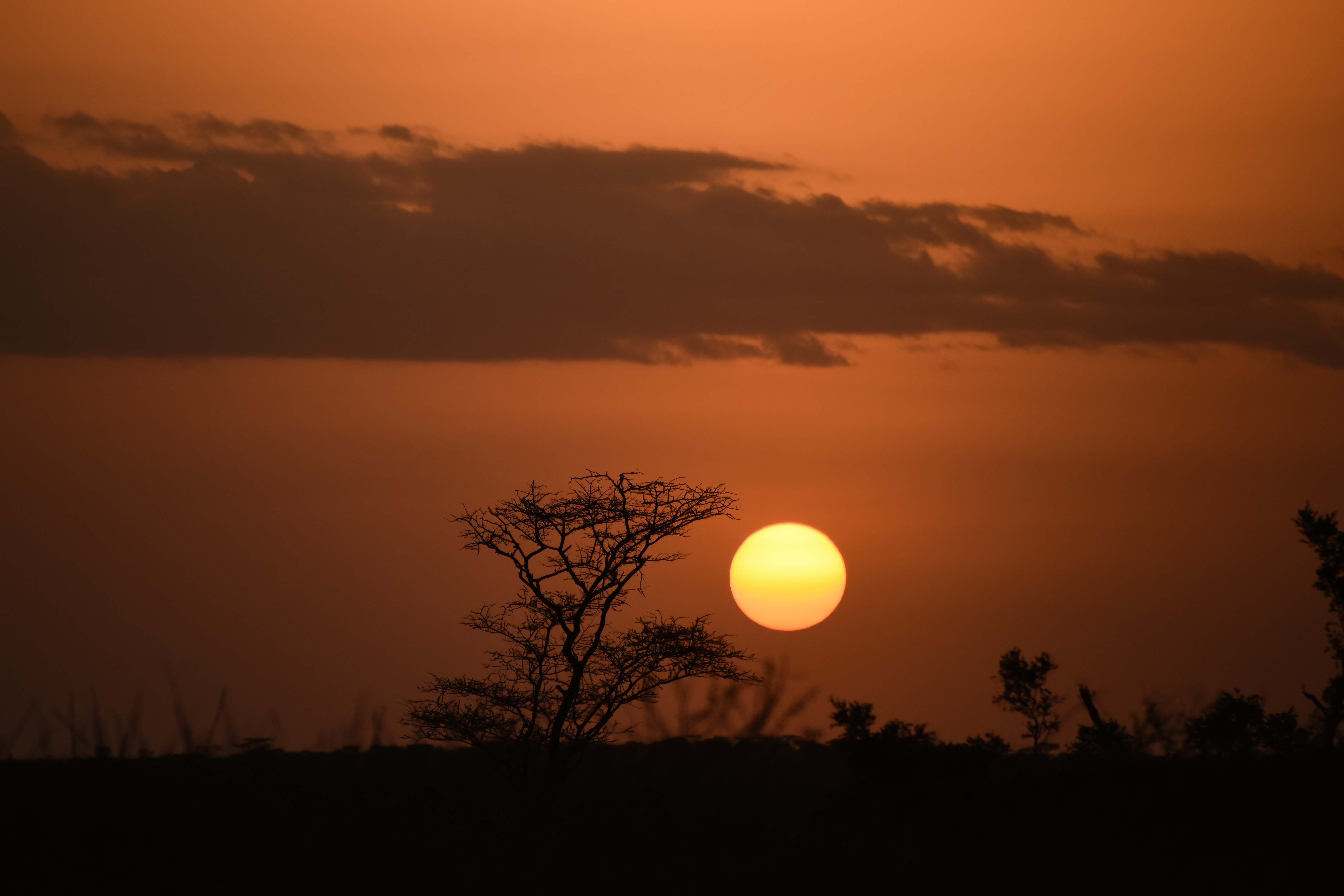 Sun Sunset Silhouettes Trees Dark