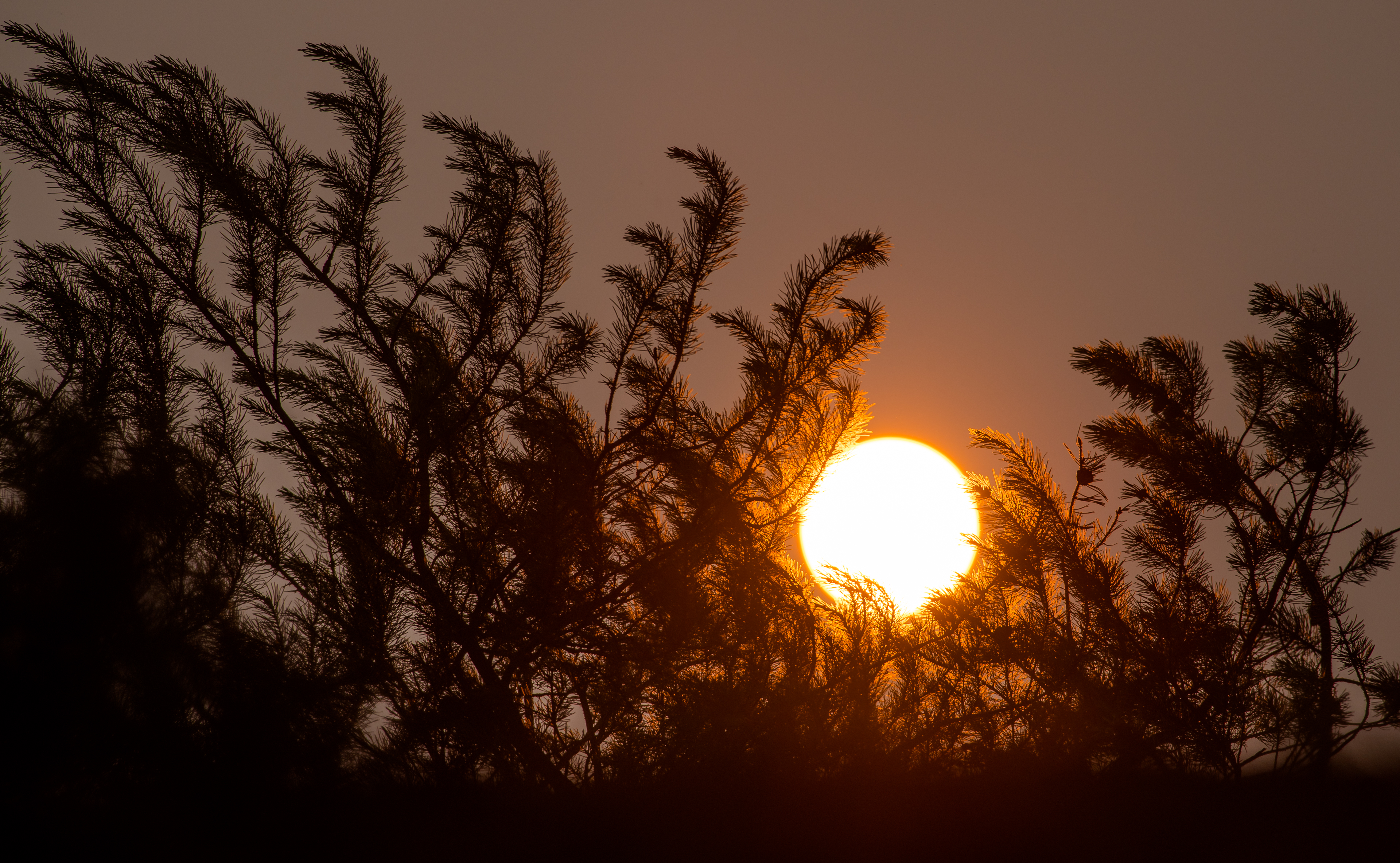 Sun Sunset Trees Dark