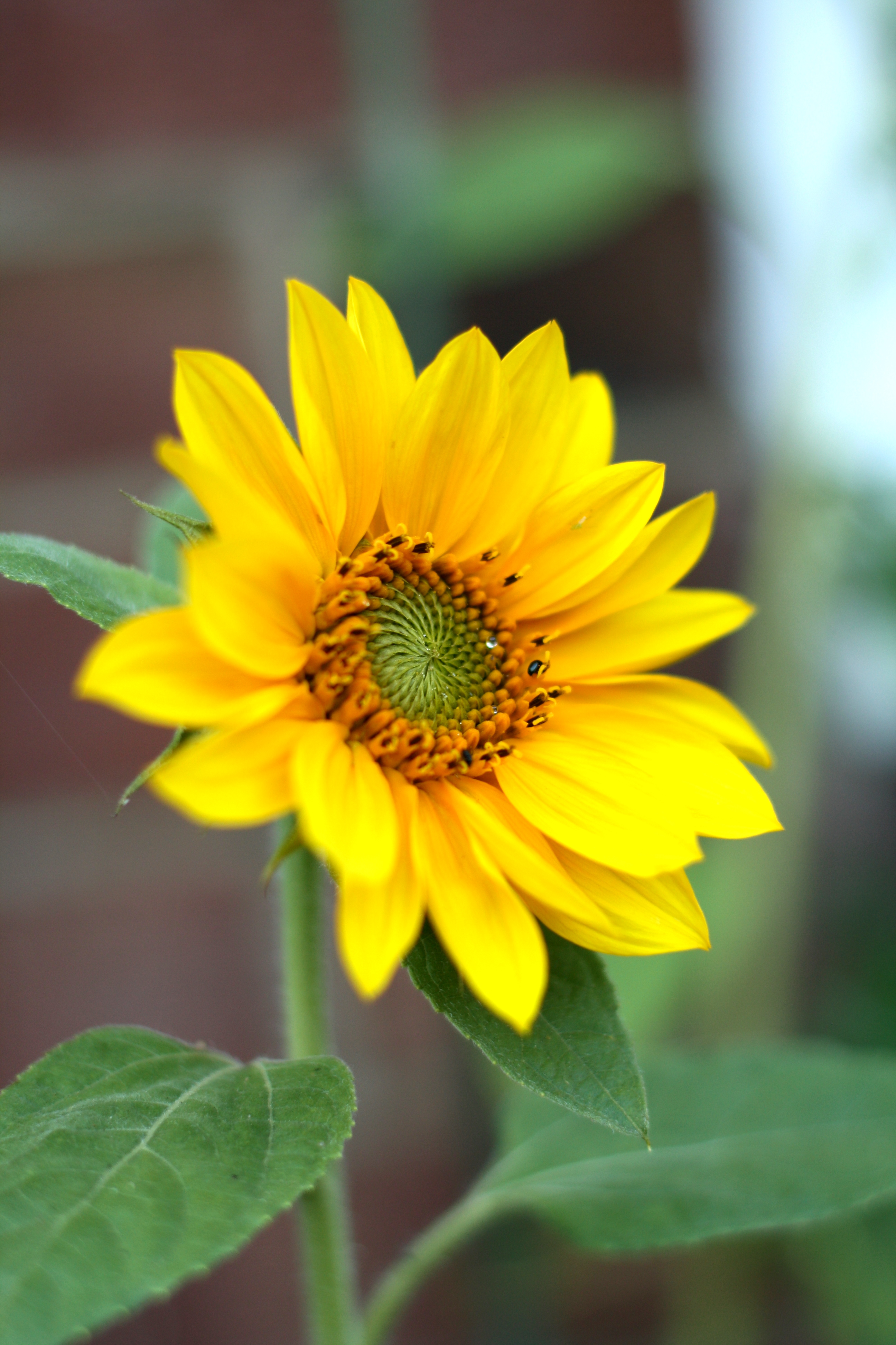 Sunflower Flower Petals Plant Macro Yellow