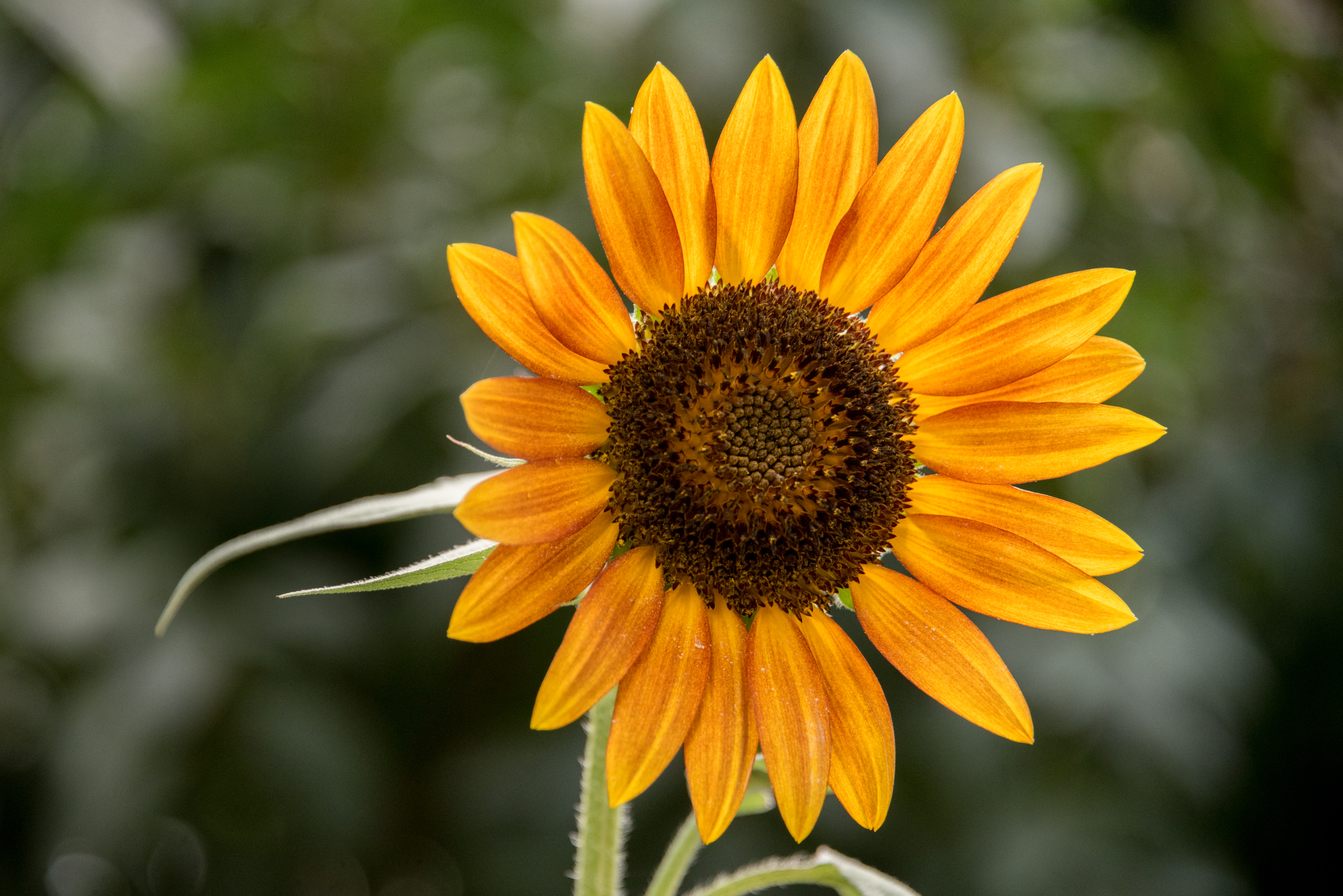 Sunflower Flower Petals Plant Yellow Macro