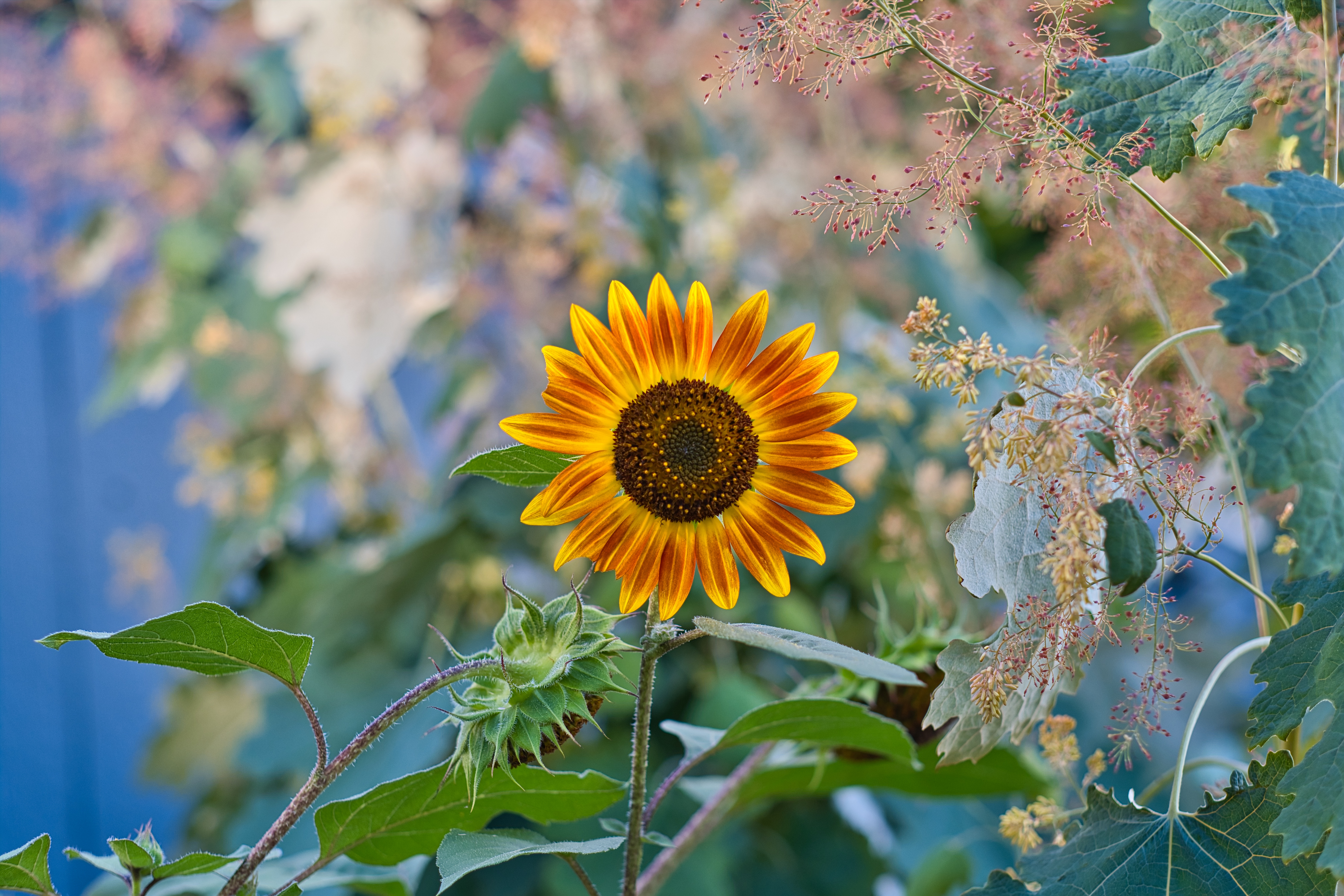 Sunflower Flower Plant Macro