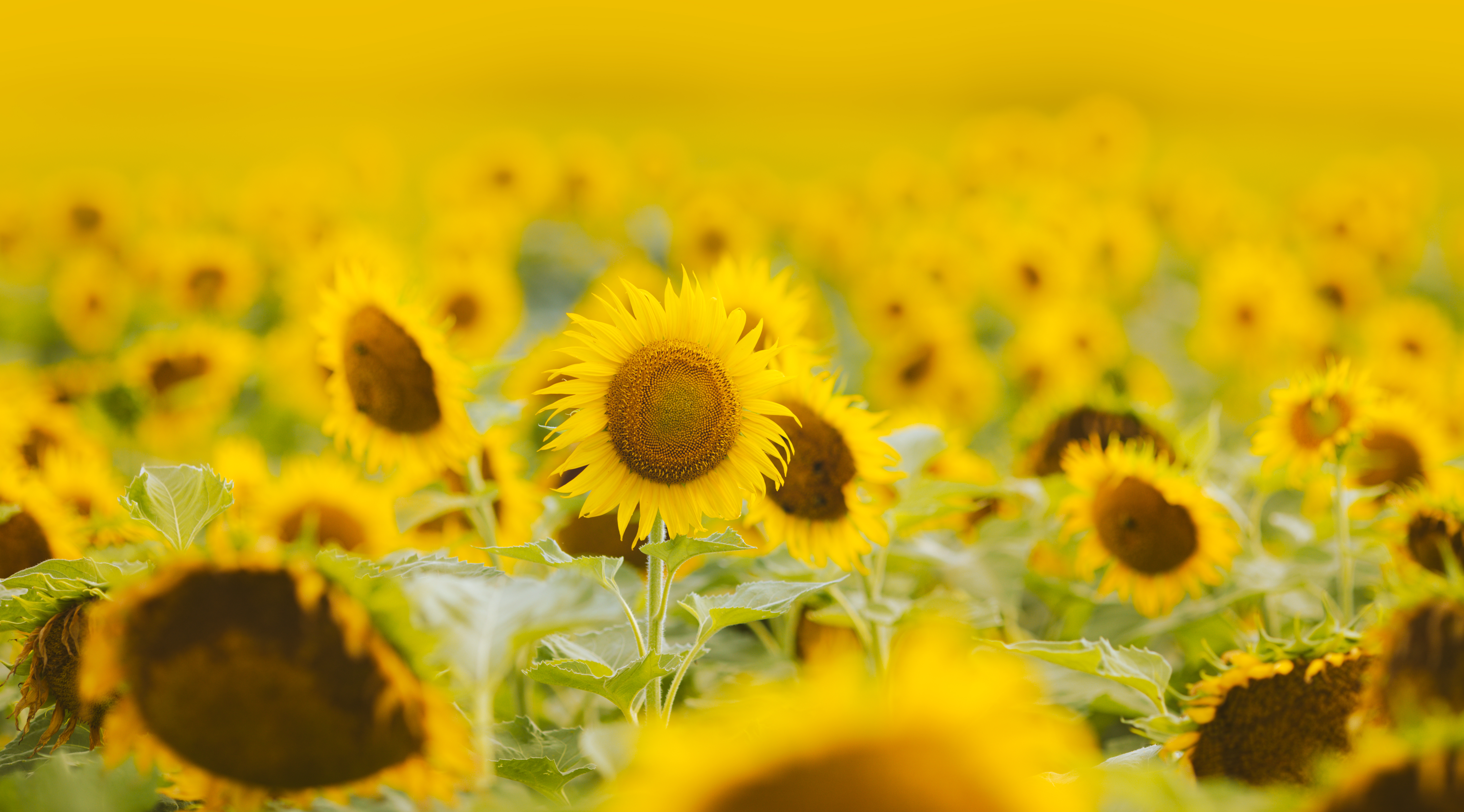 Sunflowers Flowers Field Plant Yellow