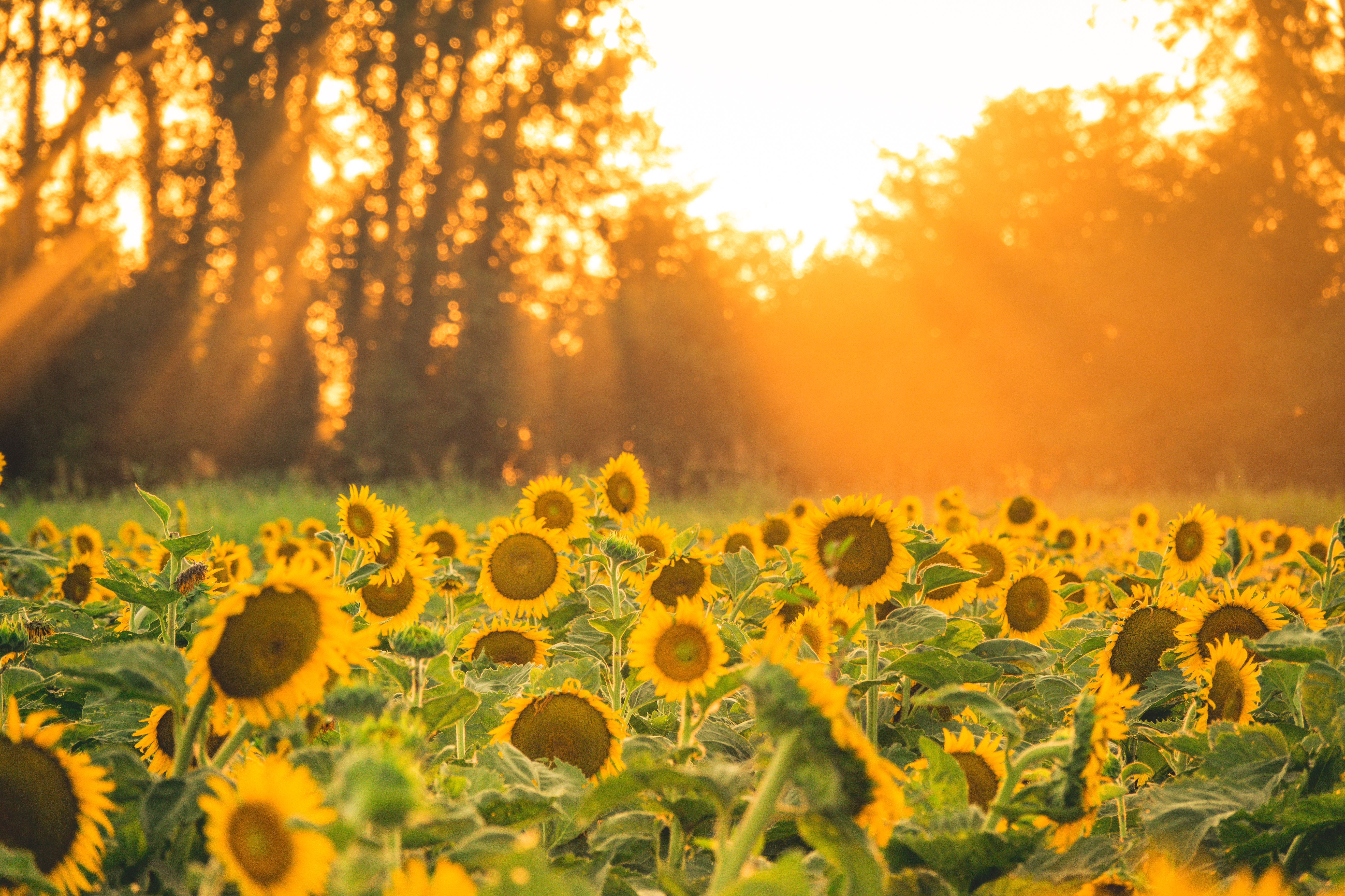 Sunflowers Flowers Field Sun Rays Landscape