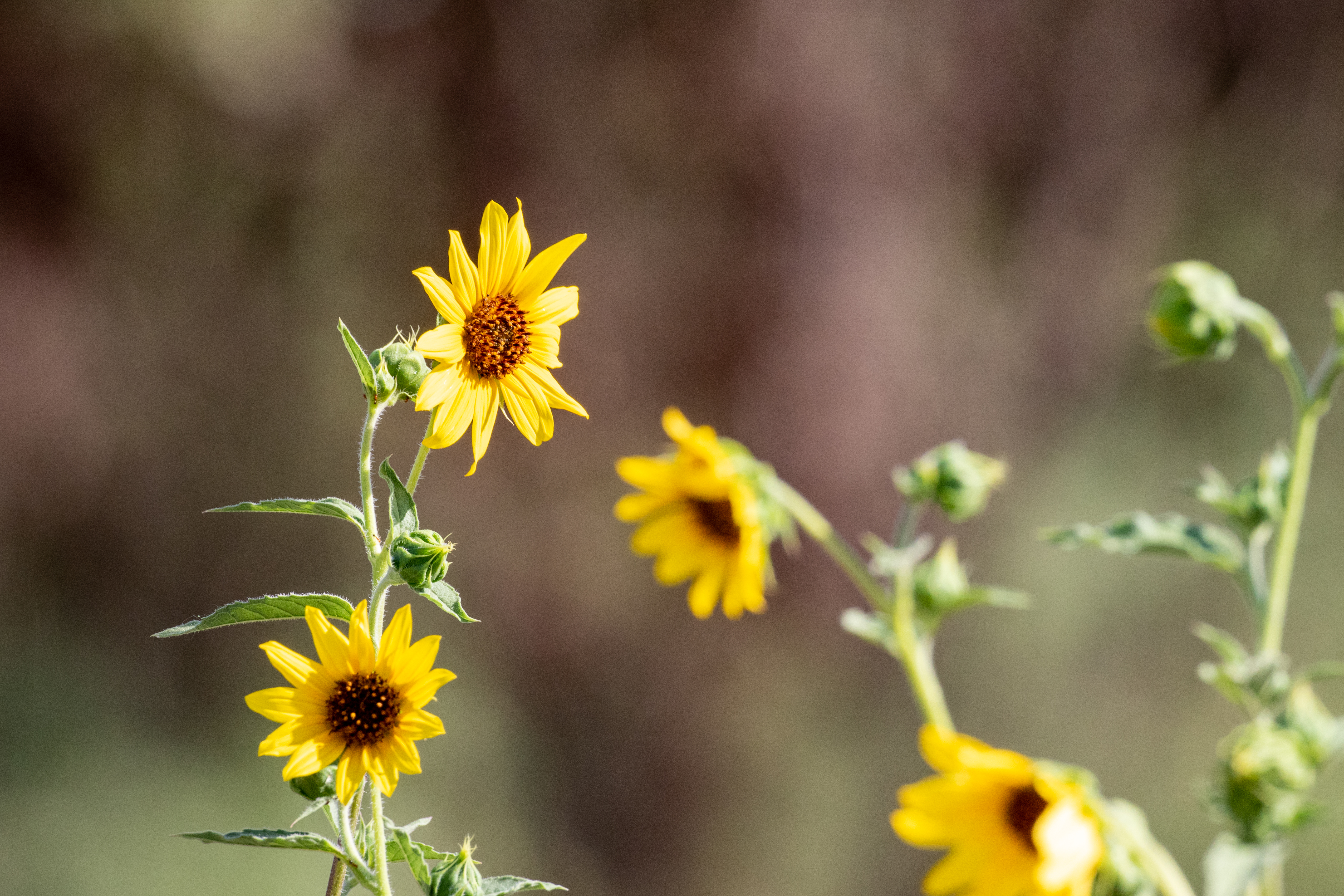 Sunflowers Flowers Petals Macro