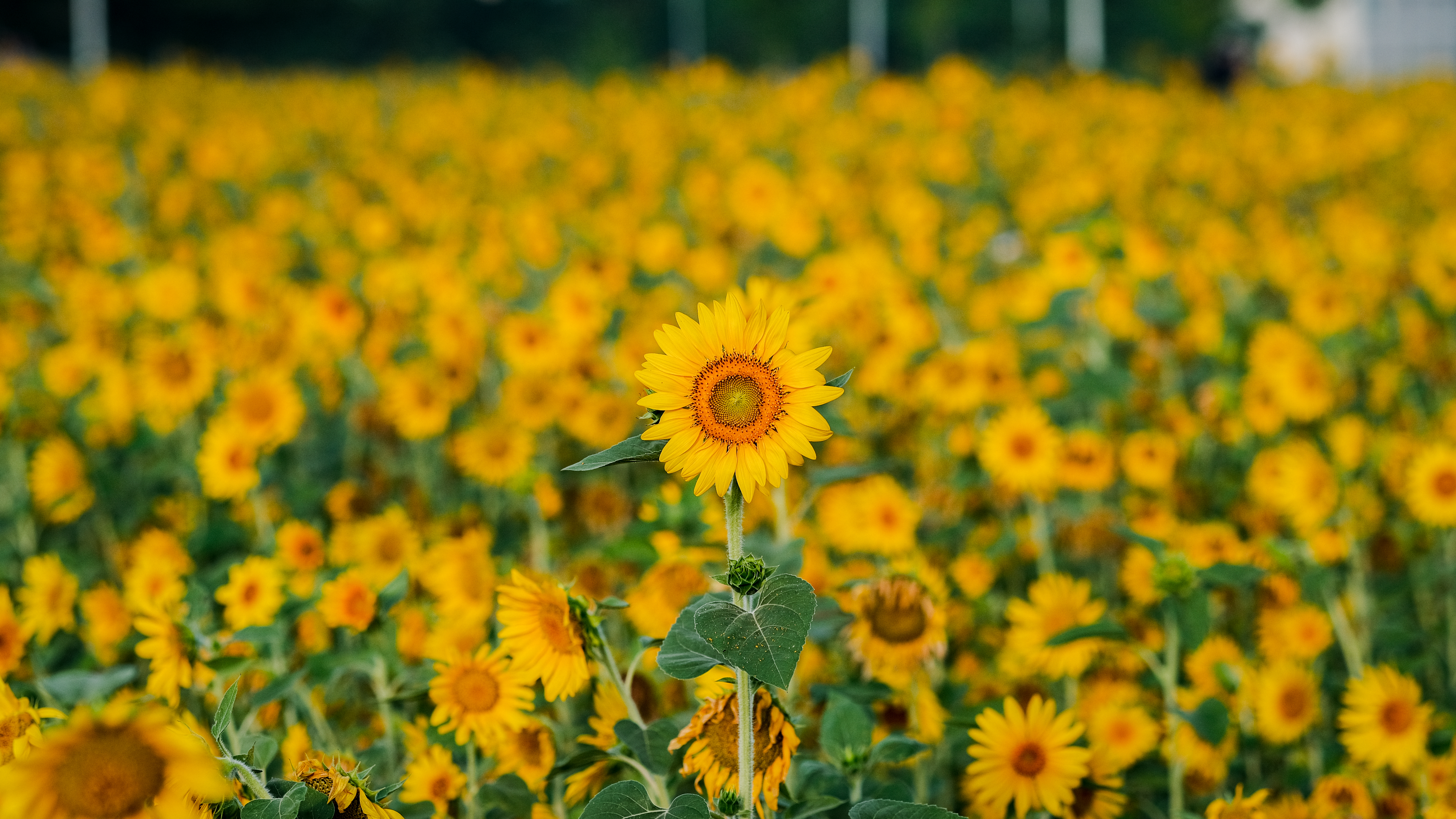 Sunflowers Flowers Plants Field Yellow