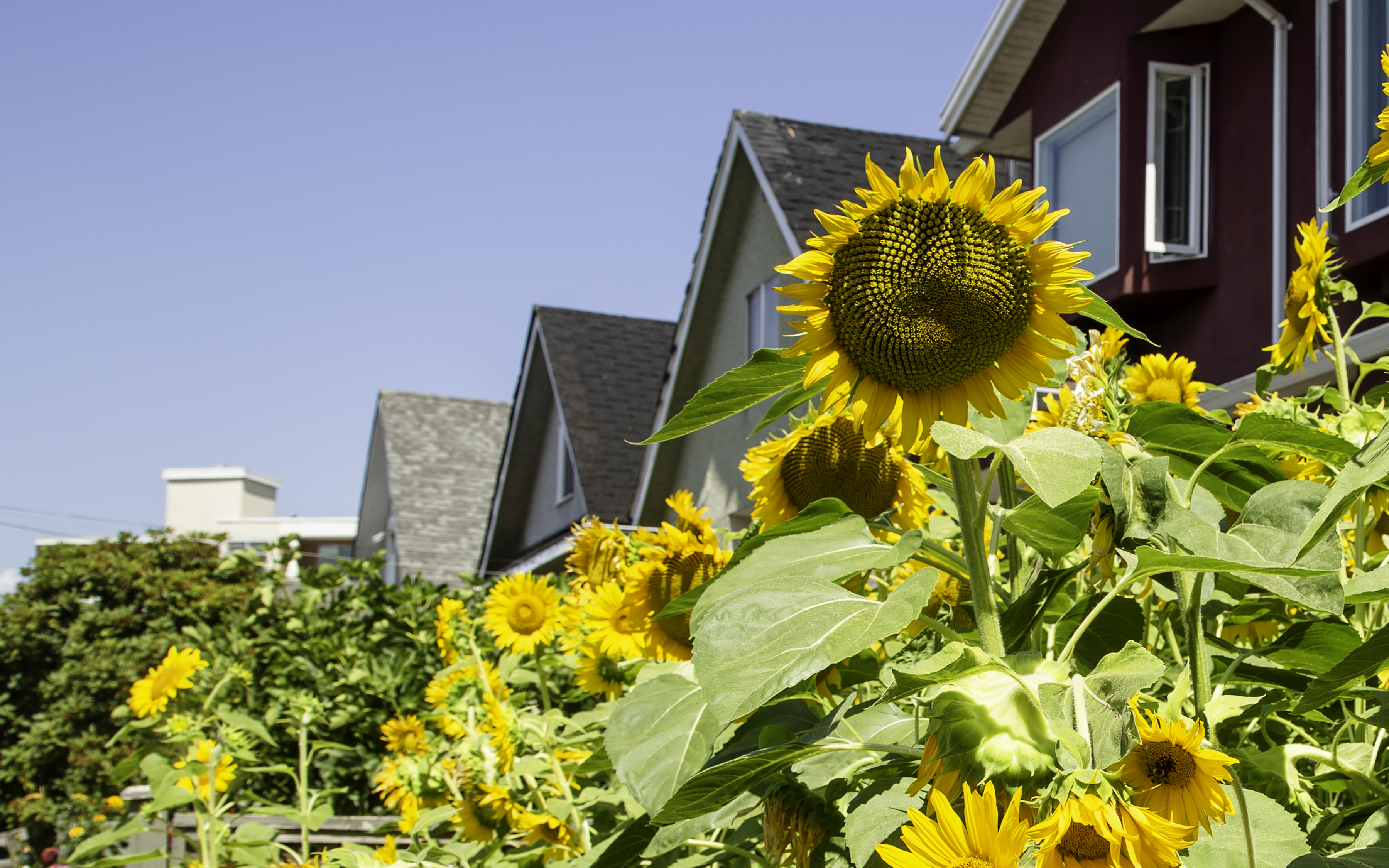 Sunflowers Flowers Plants Summer