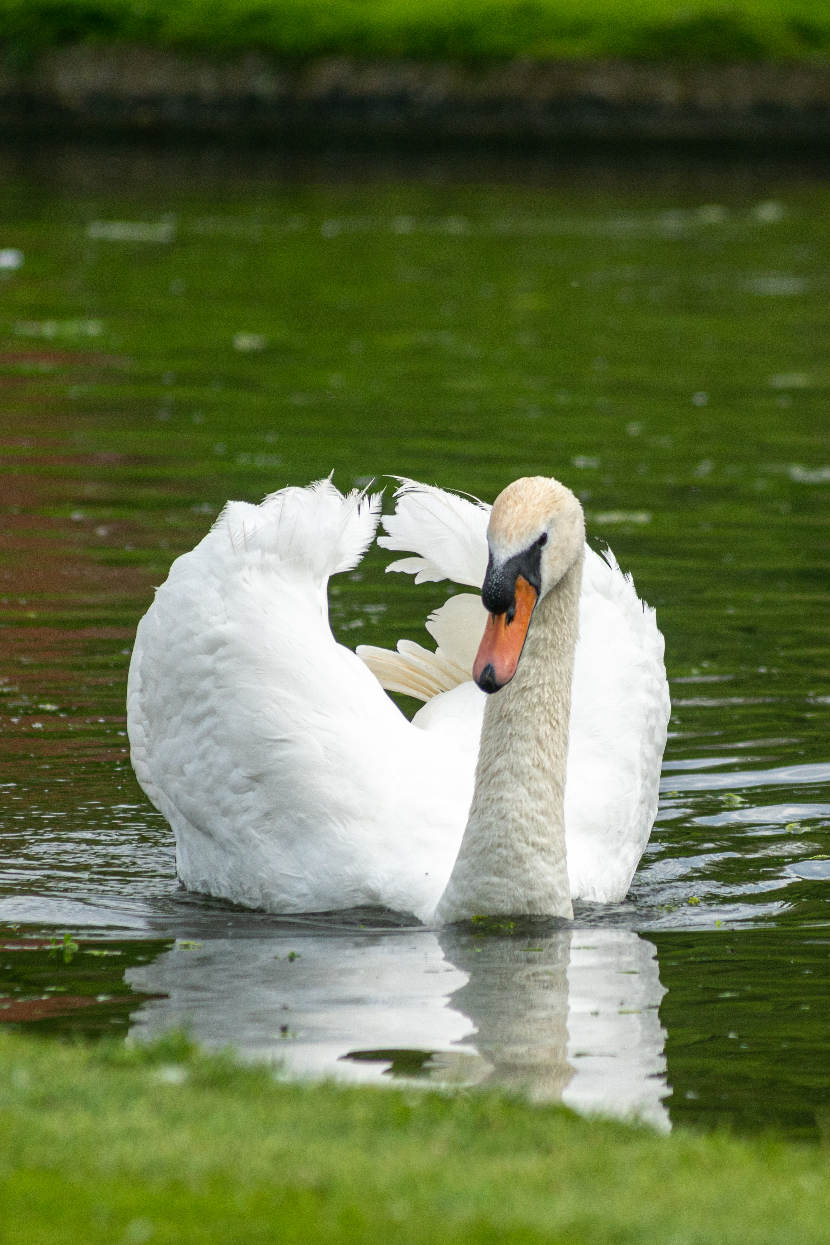 Swan Bird Water Lake