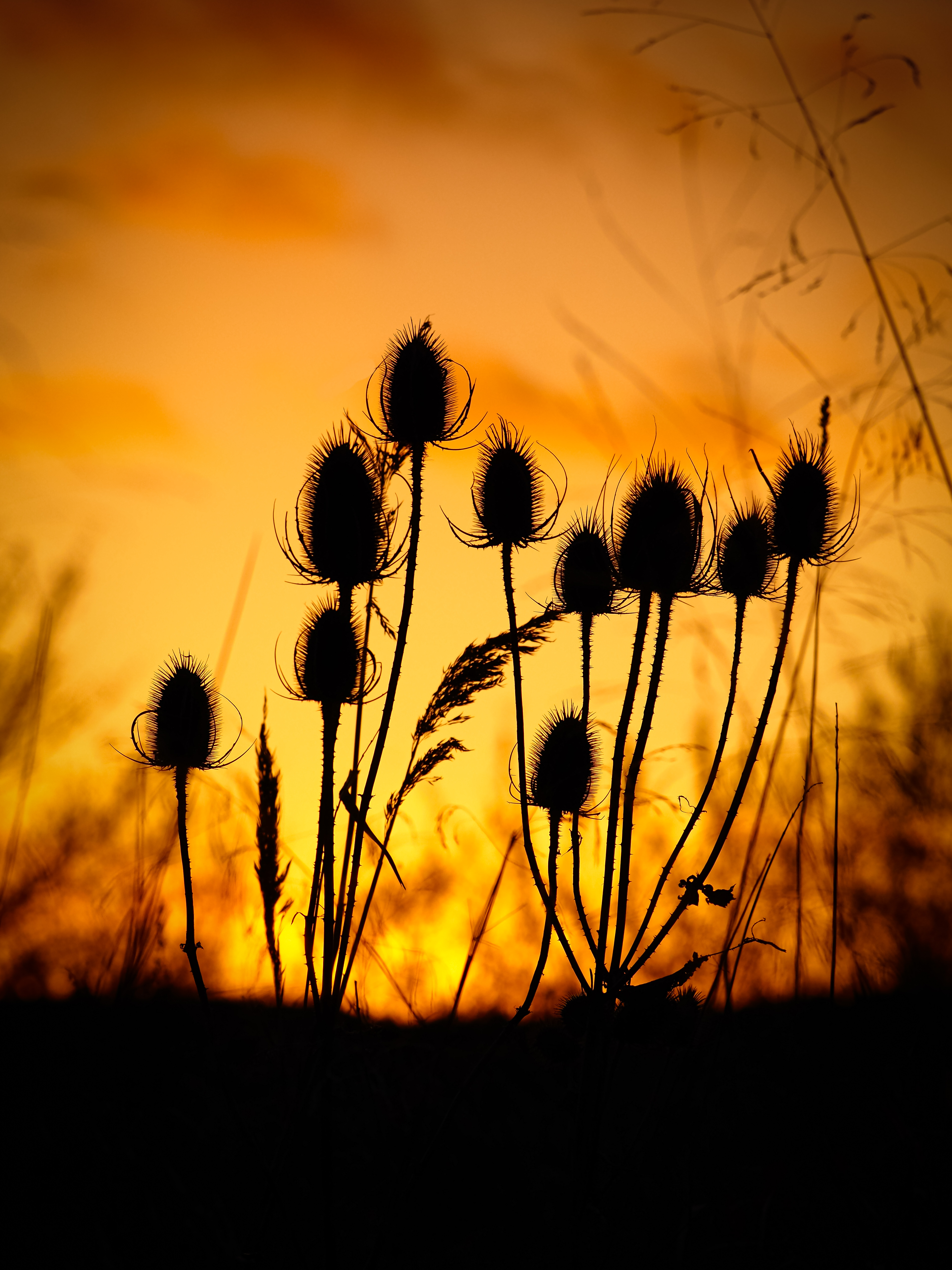 Thistle Silhouettes Sunset Dark