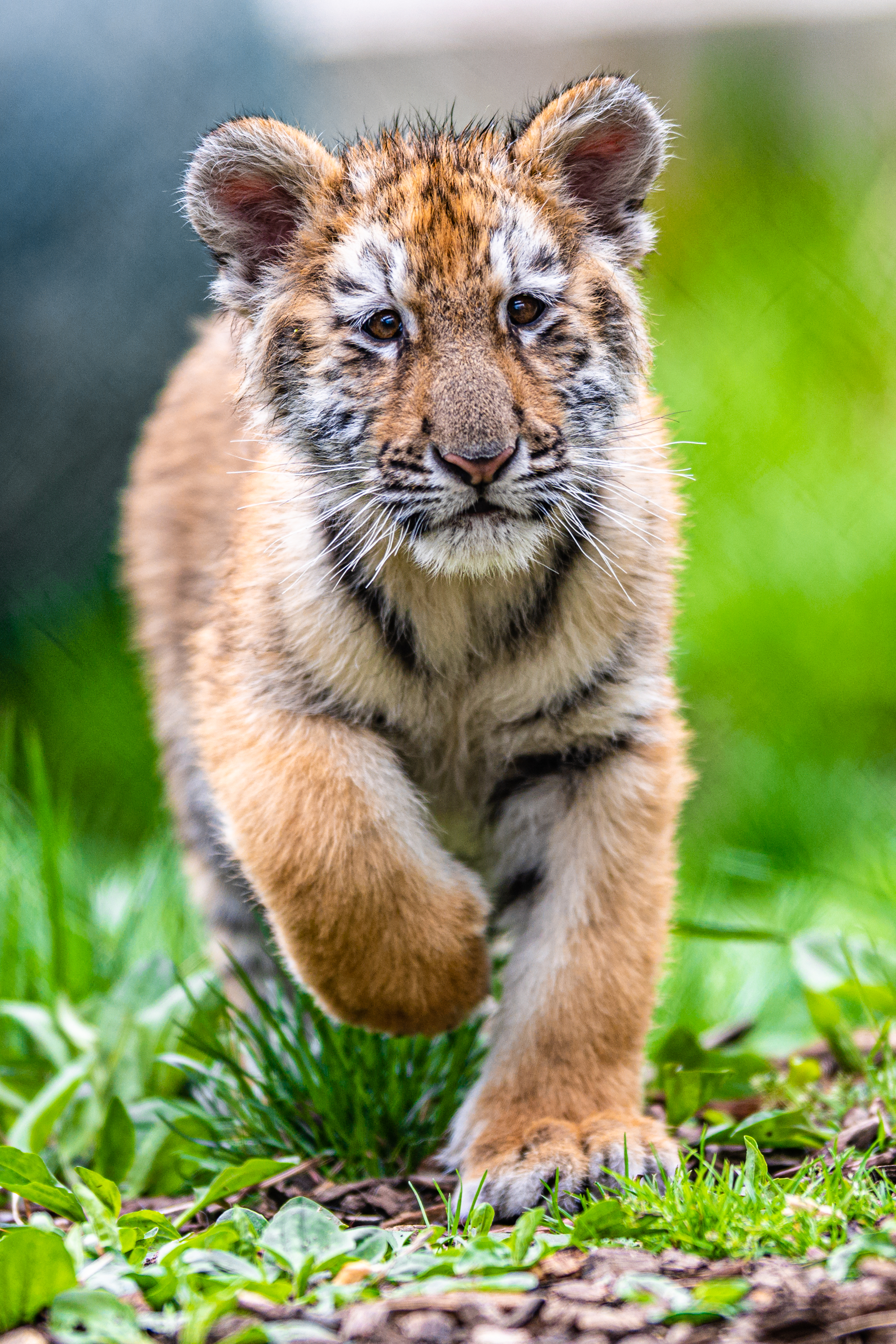 Tiger-cub Tiger Animal Glance Cute